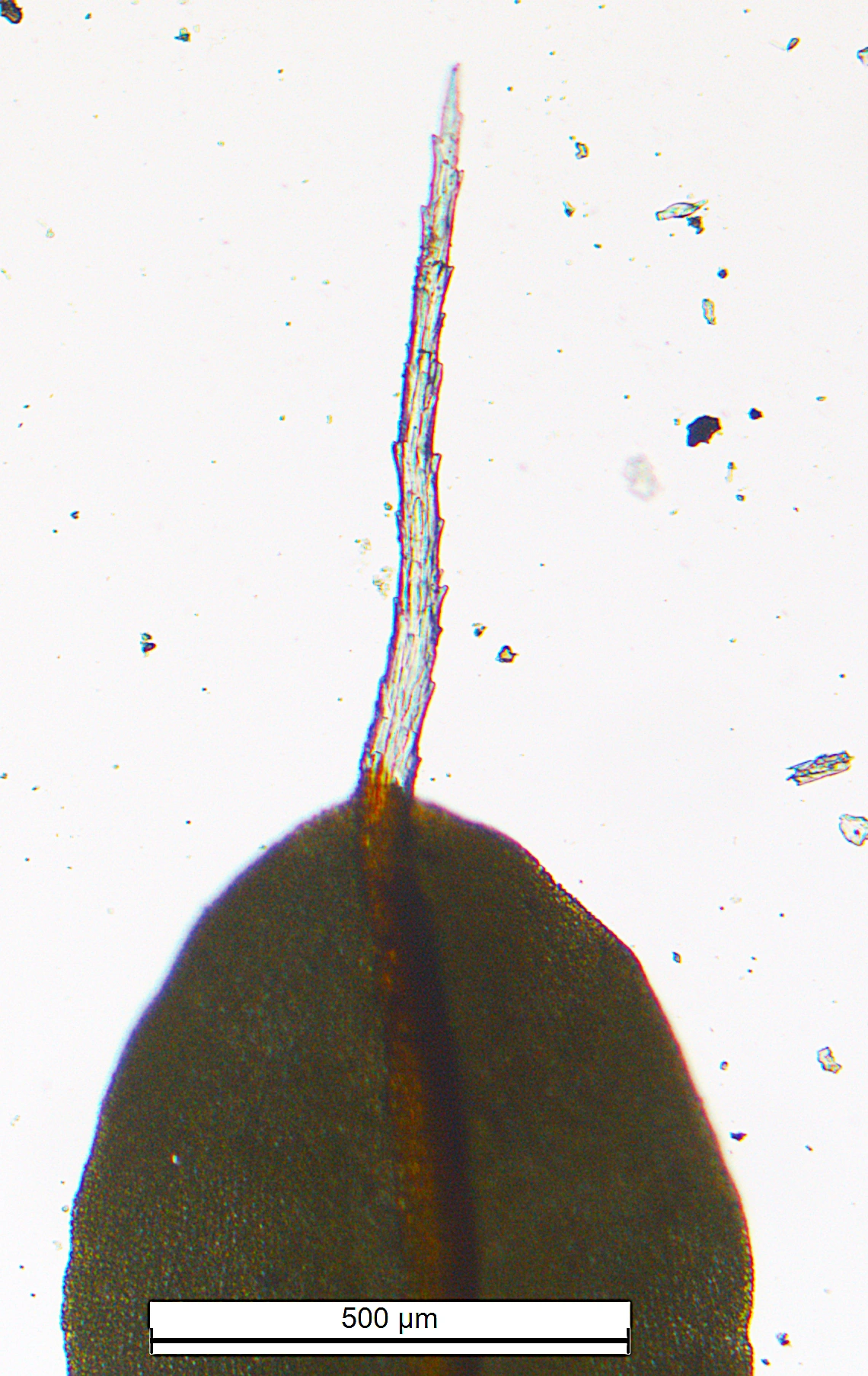 : Syntrichia montana.