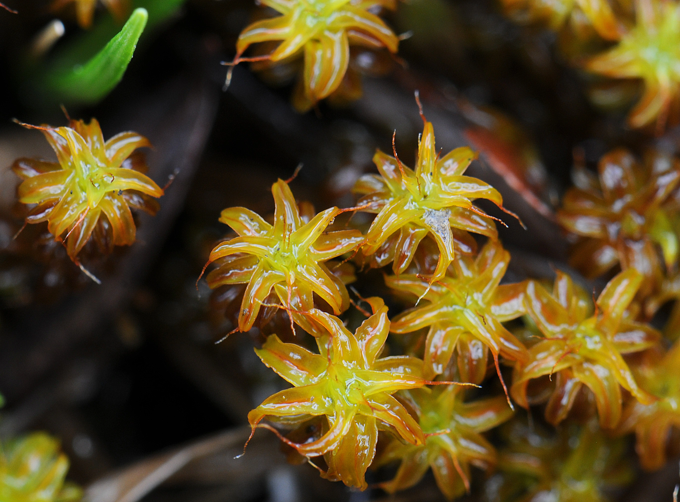 : Syntrichia norvegica.