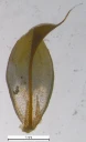 : Syntrichia norvegica.