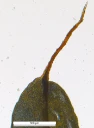 : Syntrichia norvegica.