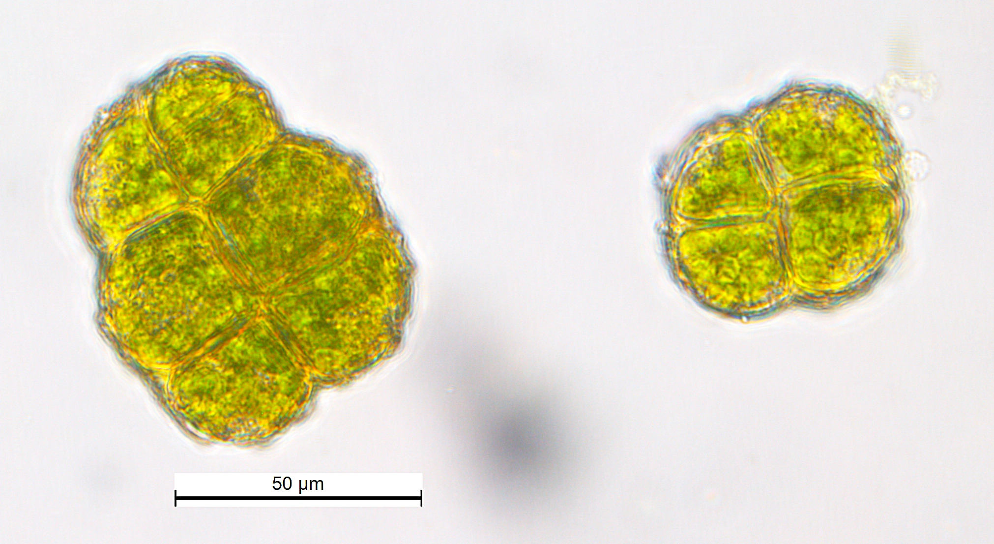 : Syntrichia papillosa.