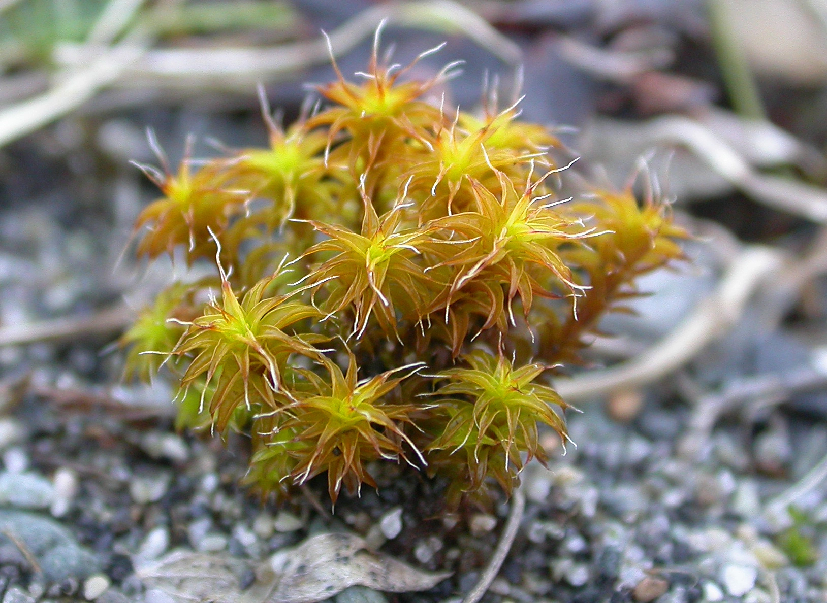 : Syntrichia ruraliformis.