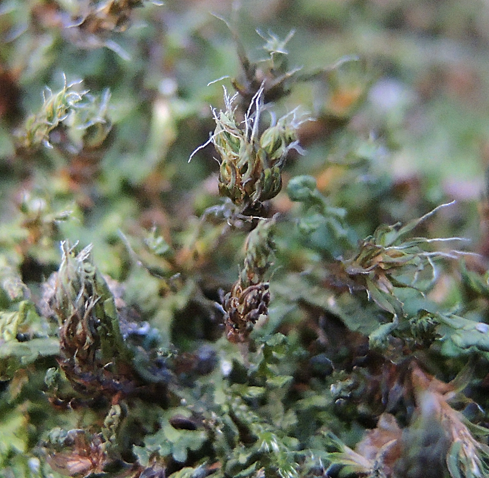 : Syntrichia ruralis.