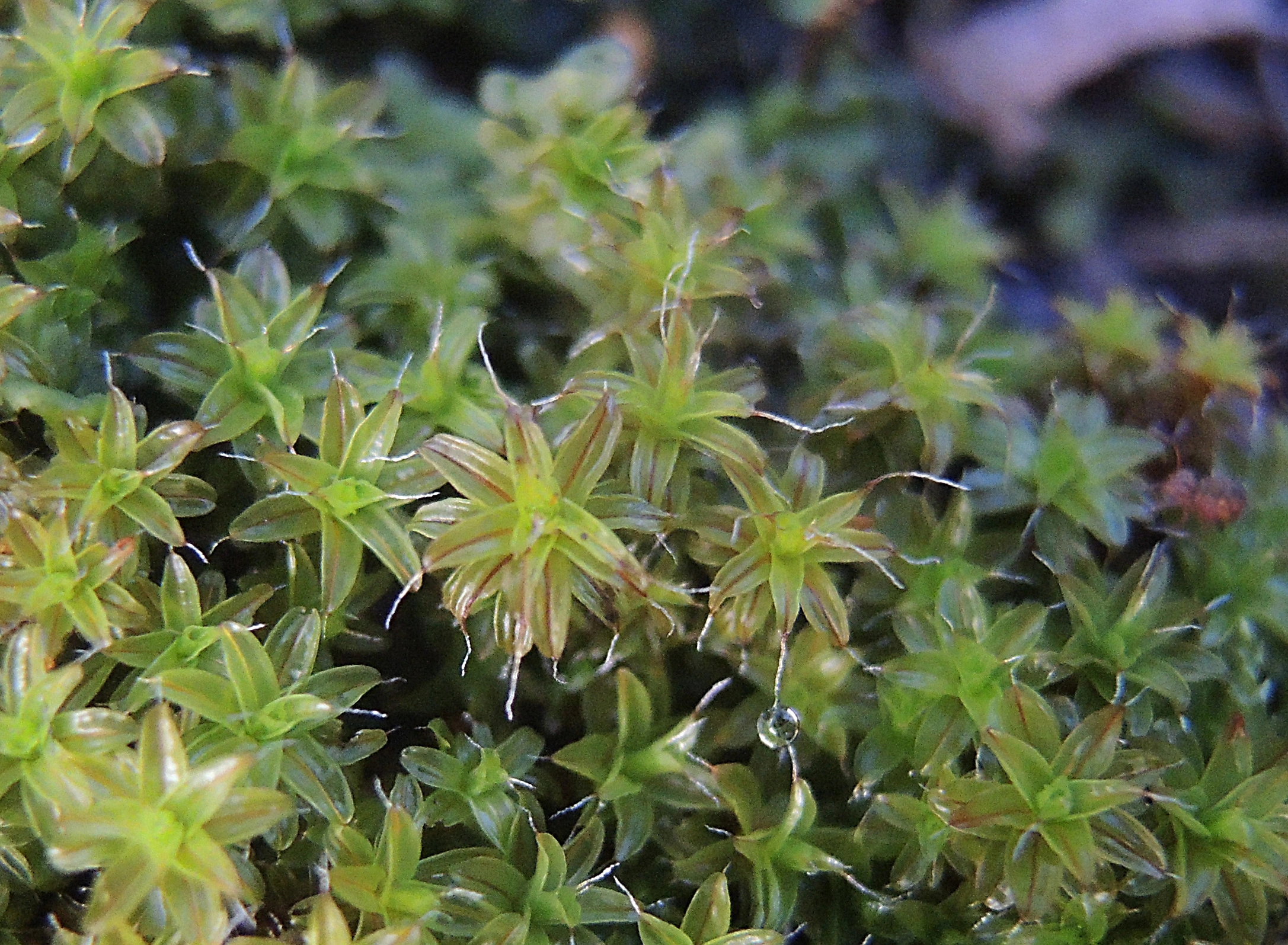 : Syntrichia ruralis.