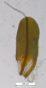 : Syntrichia ruralis.