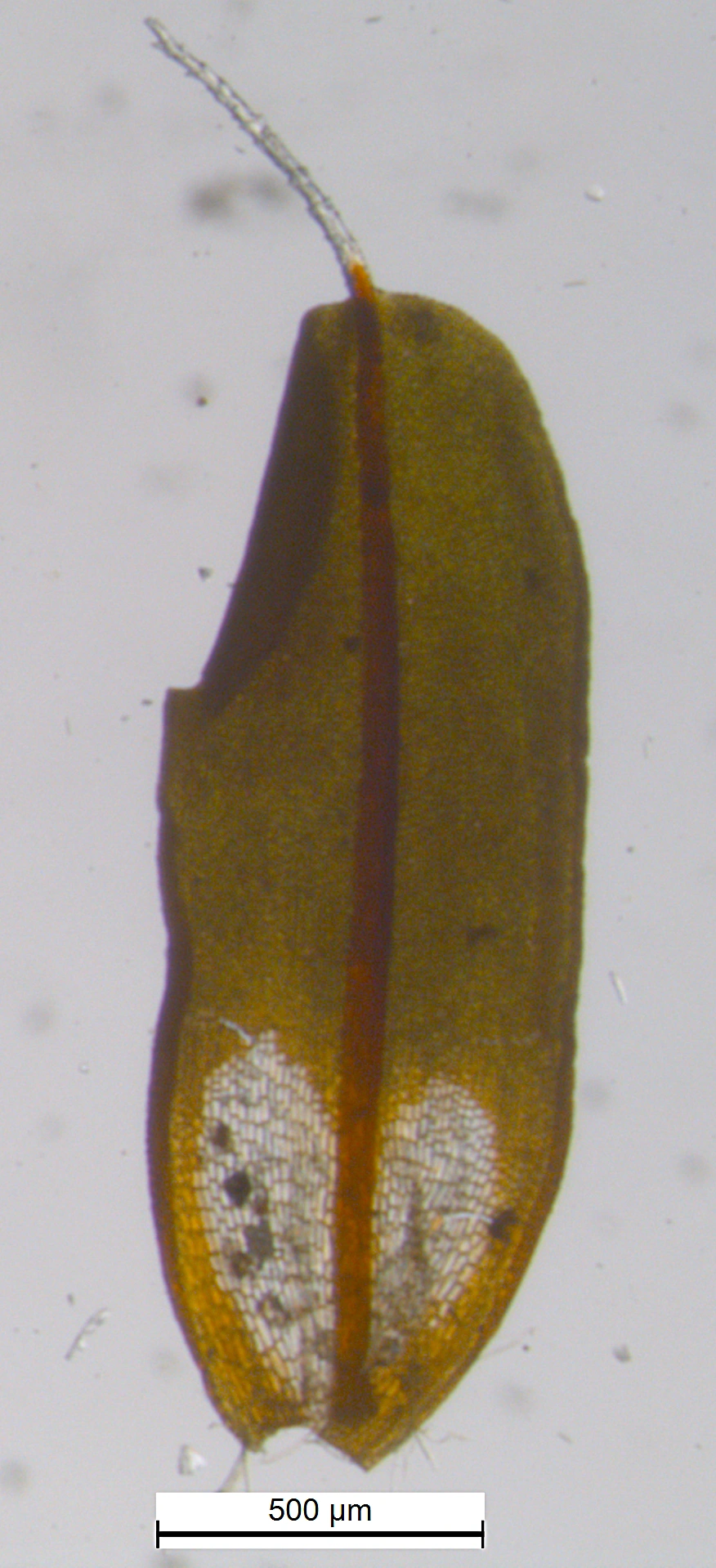 : Syntrichia ruralis.