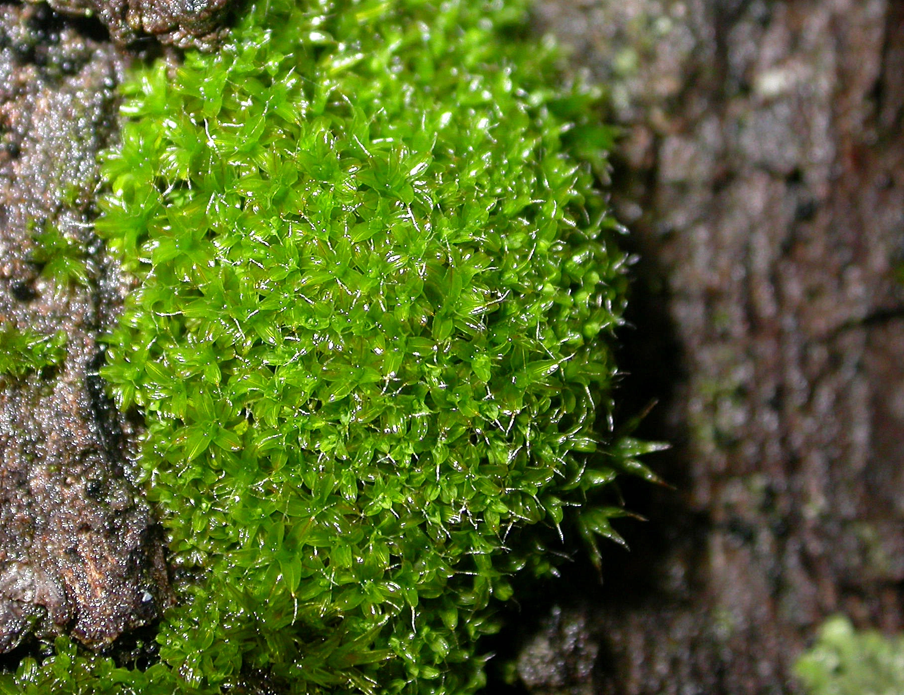 : Syntrichia virescens.