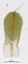 : Syntrichia virescens.