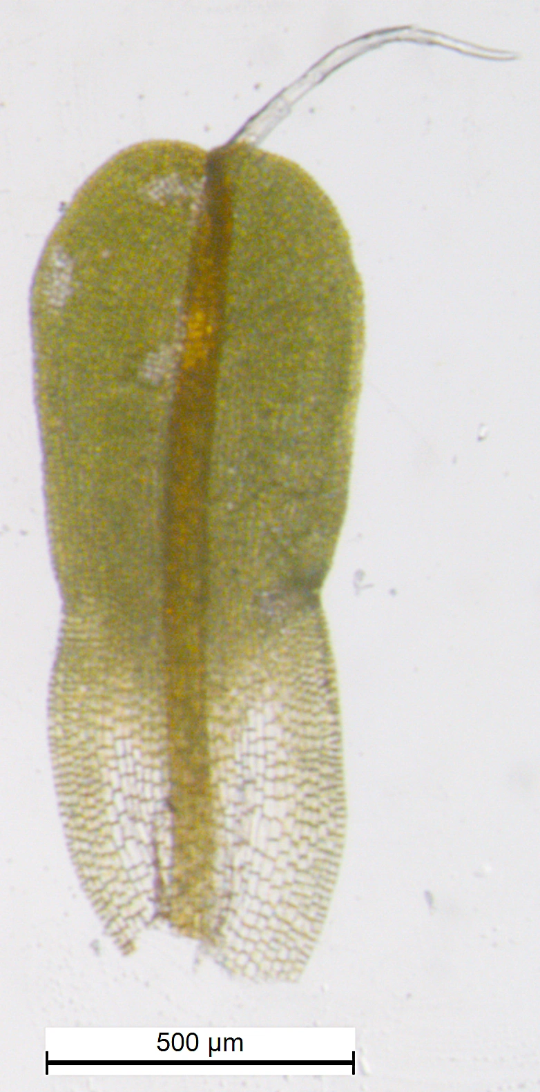 : Syntrichia virescens.