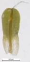 : Syntrichia virescens.