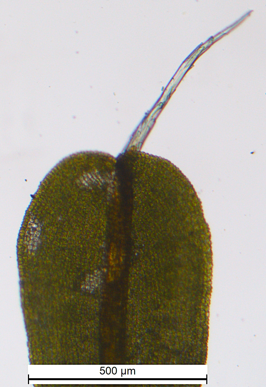 : Syntrichia virescens.