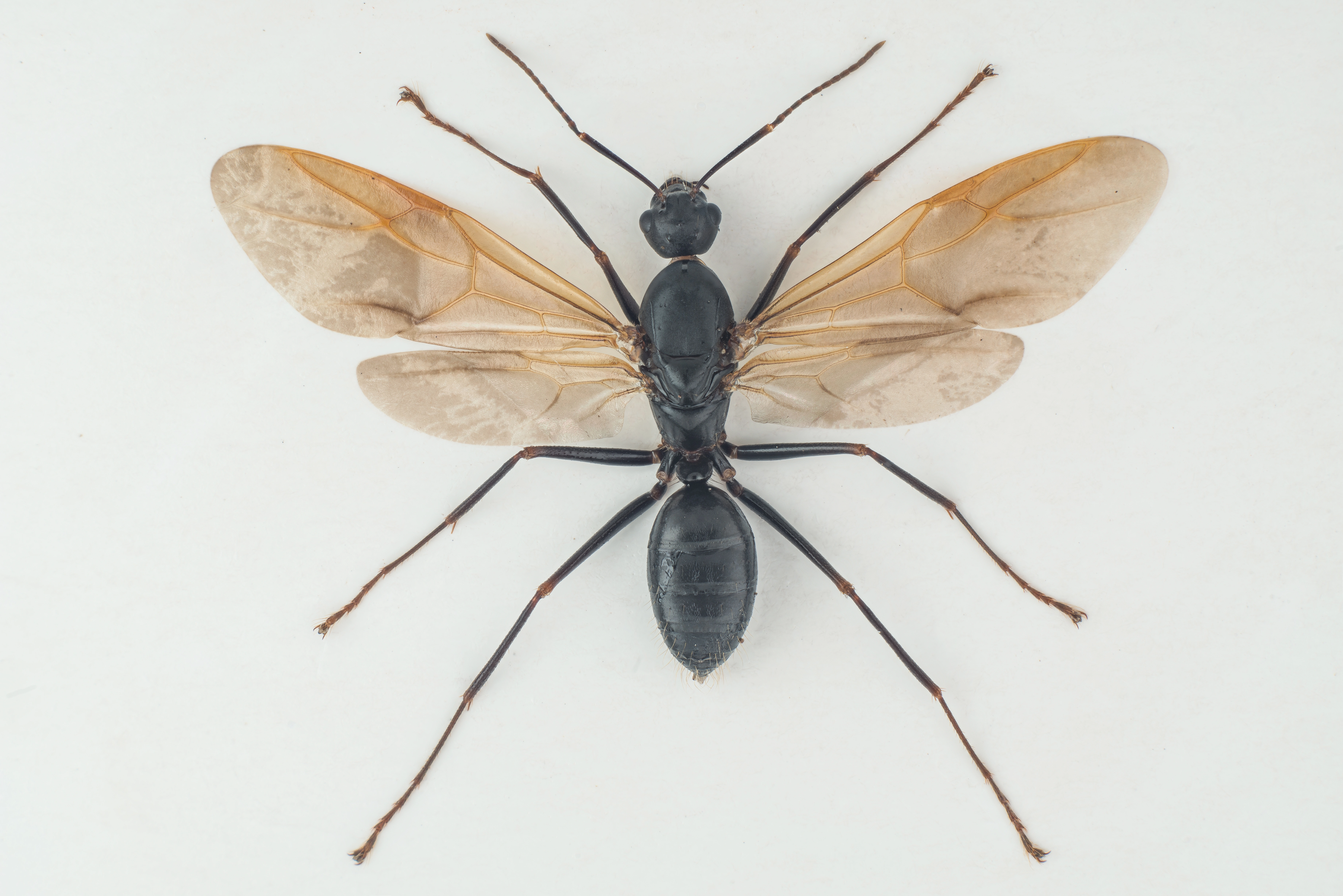 : Camponotus ligniperda.