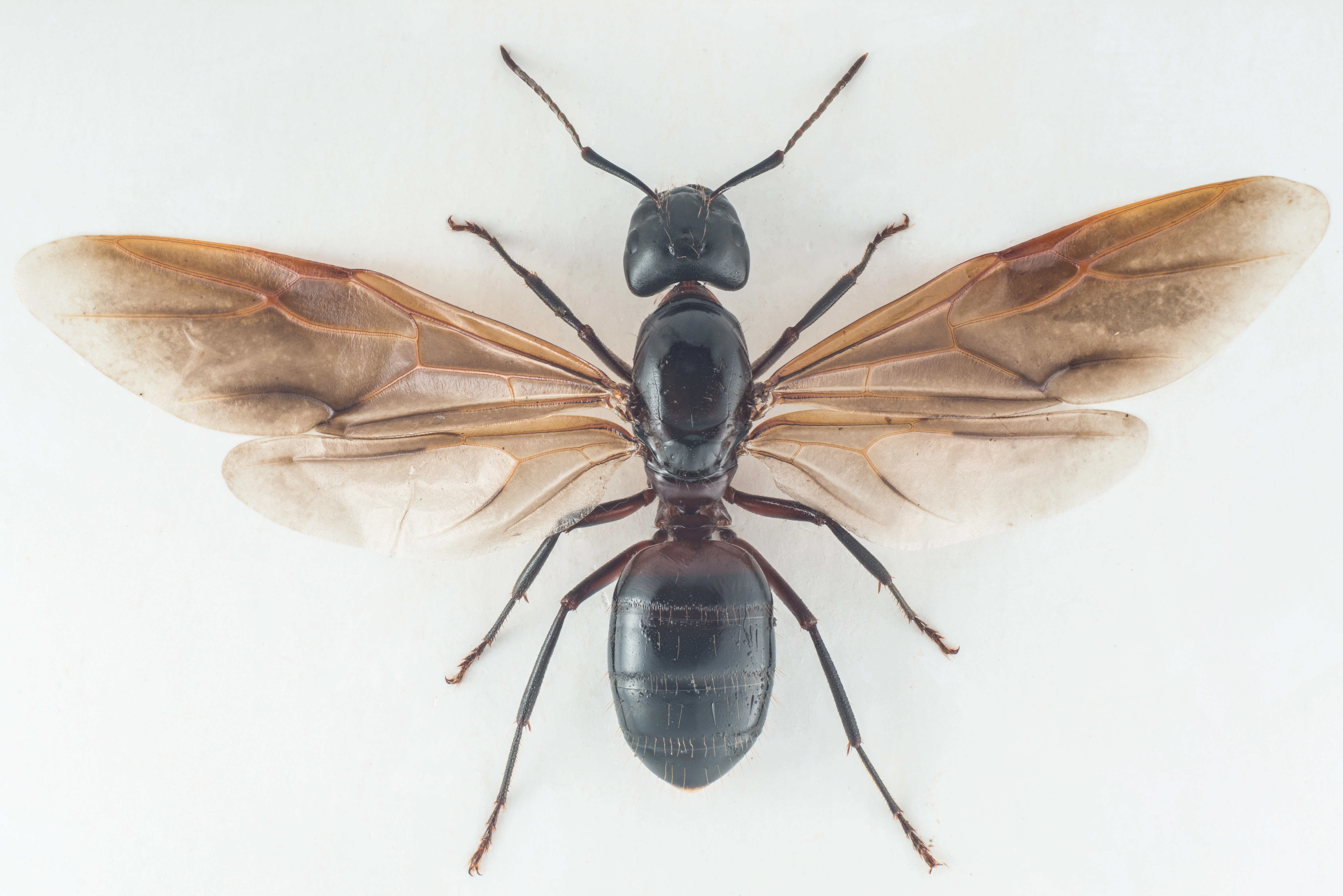 : Camponotus ligniperda.