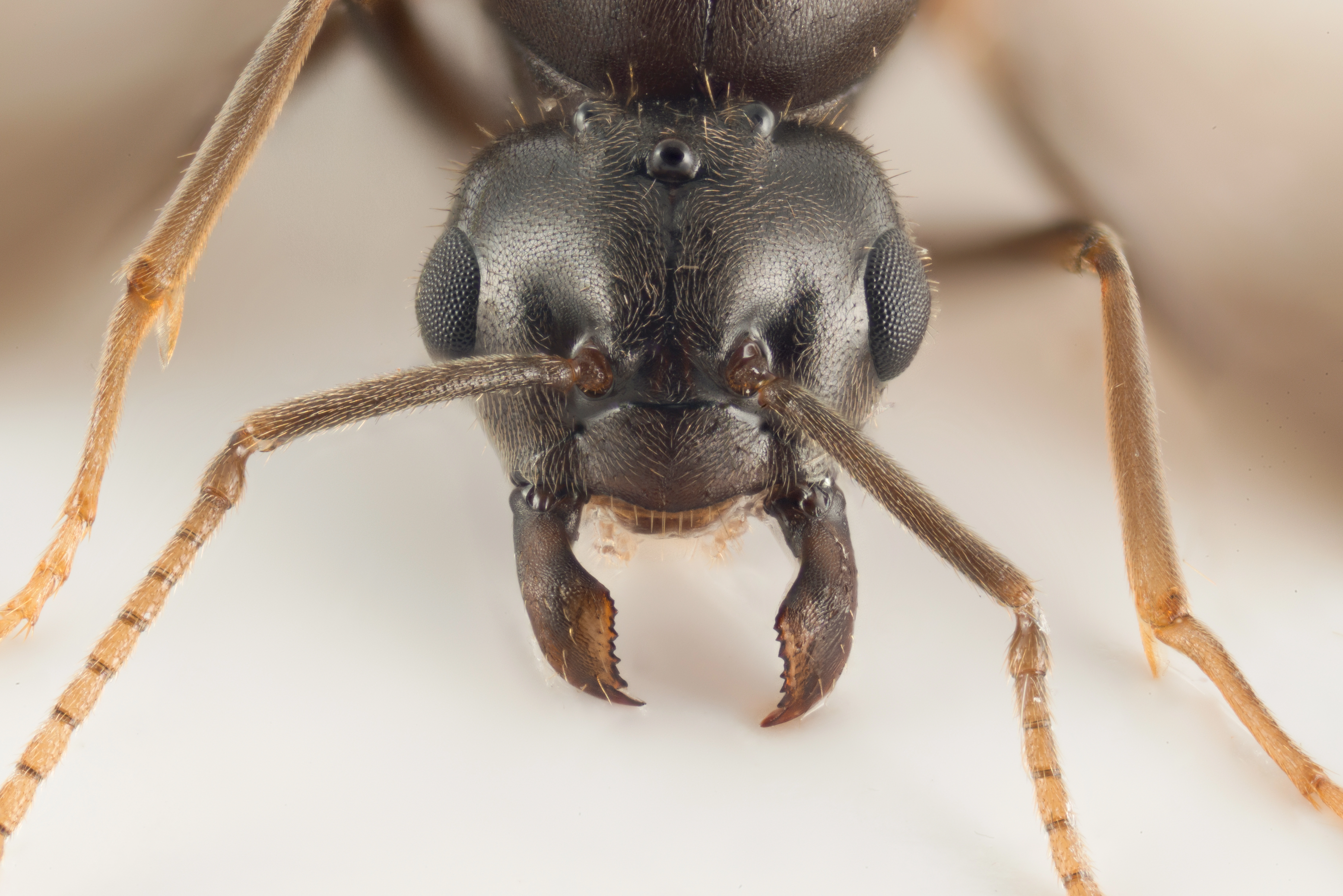 : Lasius (Chthonolasius) sabularum.