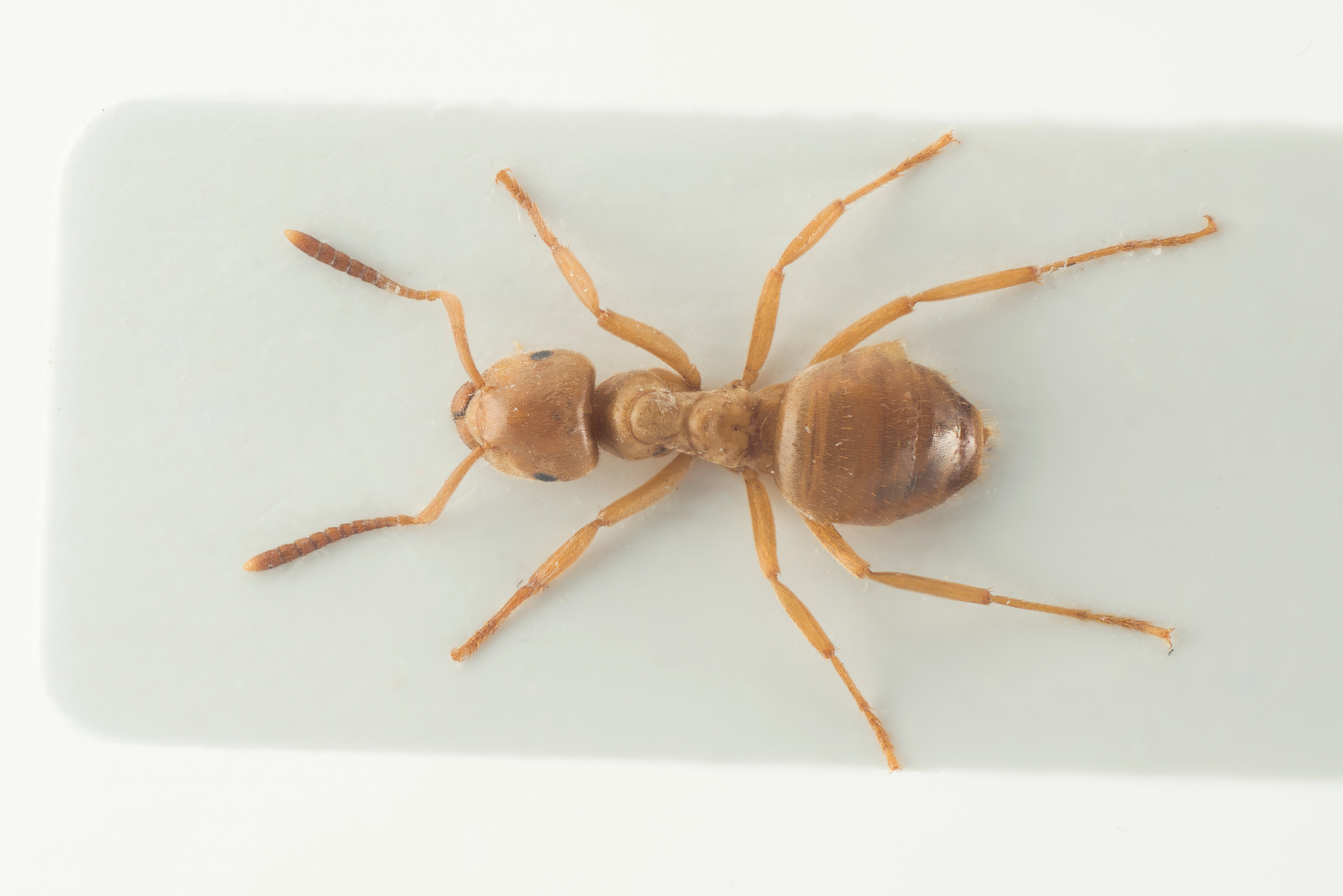 : Lasius (Chthonolasius) sabularum.