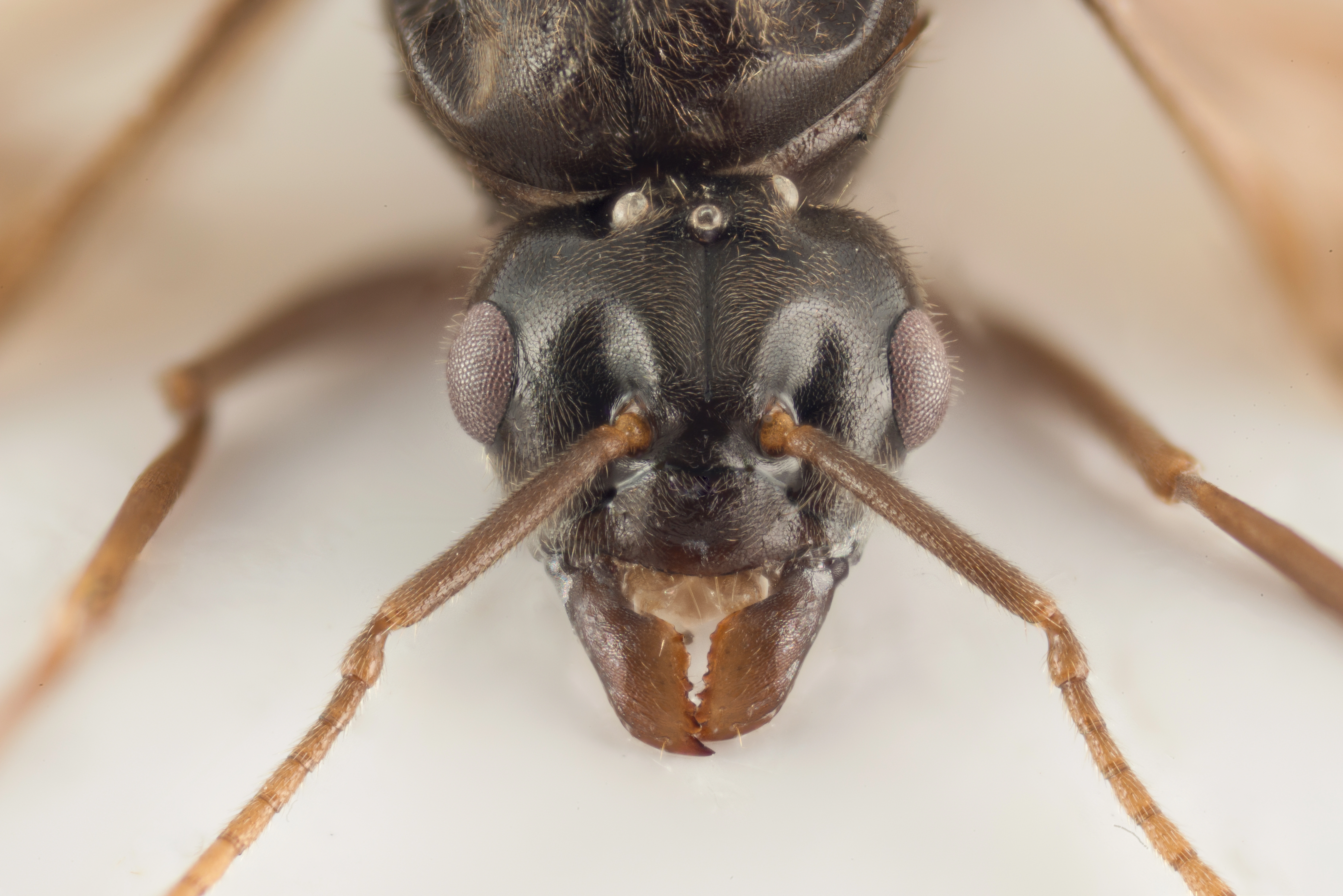 : Lasius umbratus.