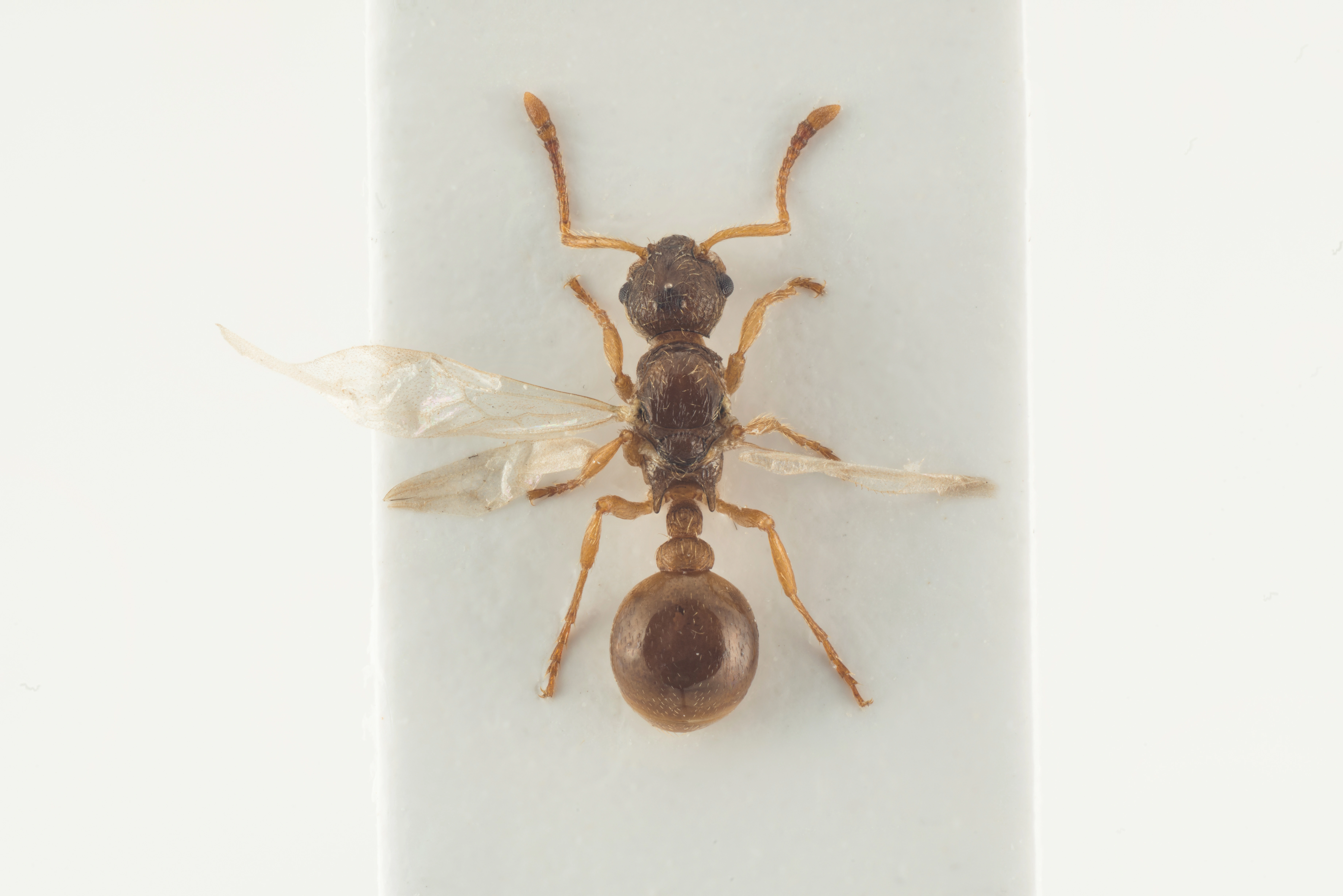 : Myrmica karavajevi.