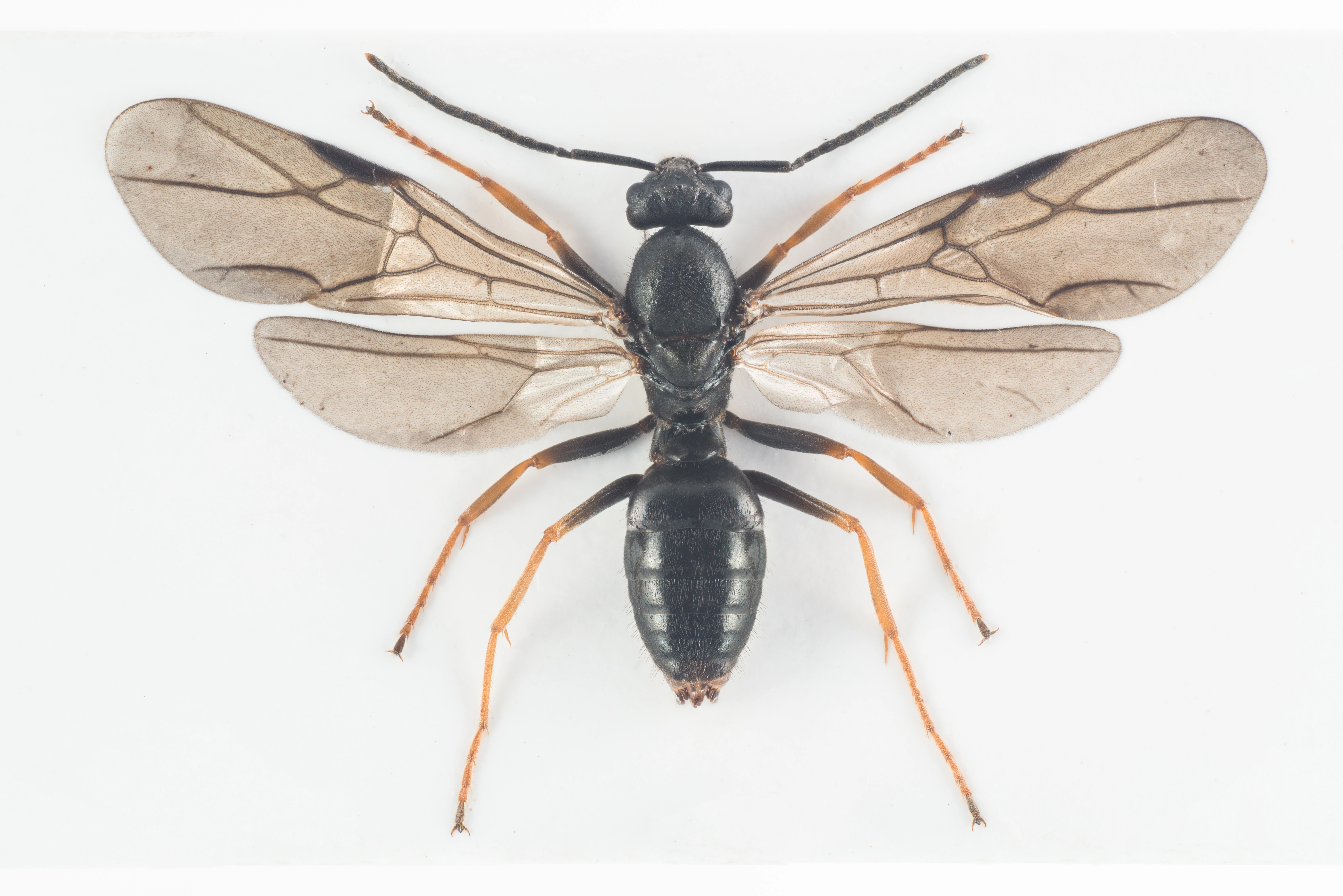 : Formica (Serviformica) picea.