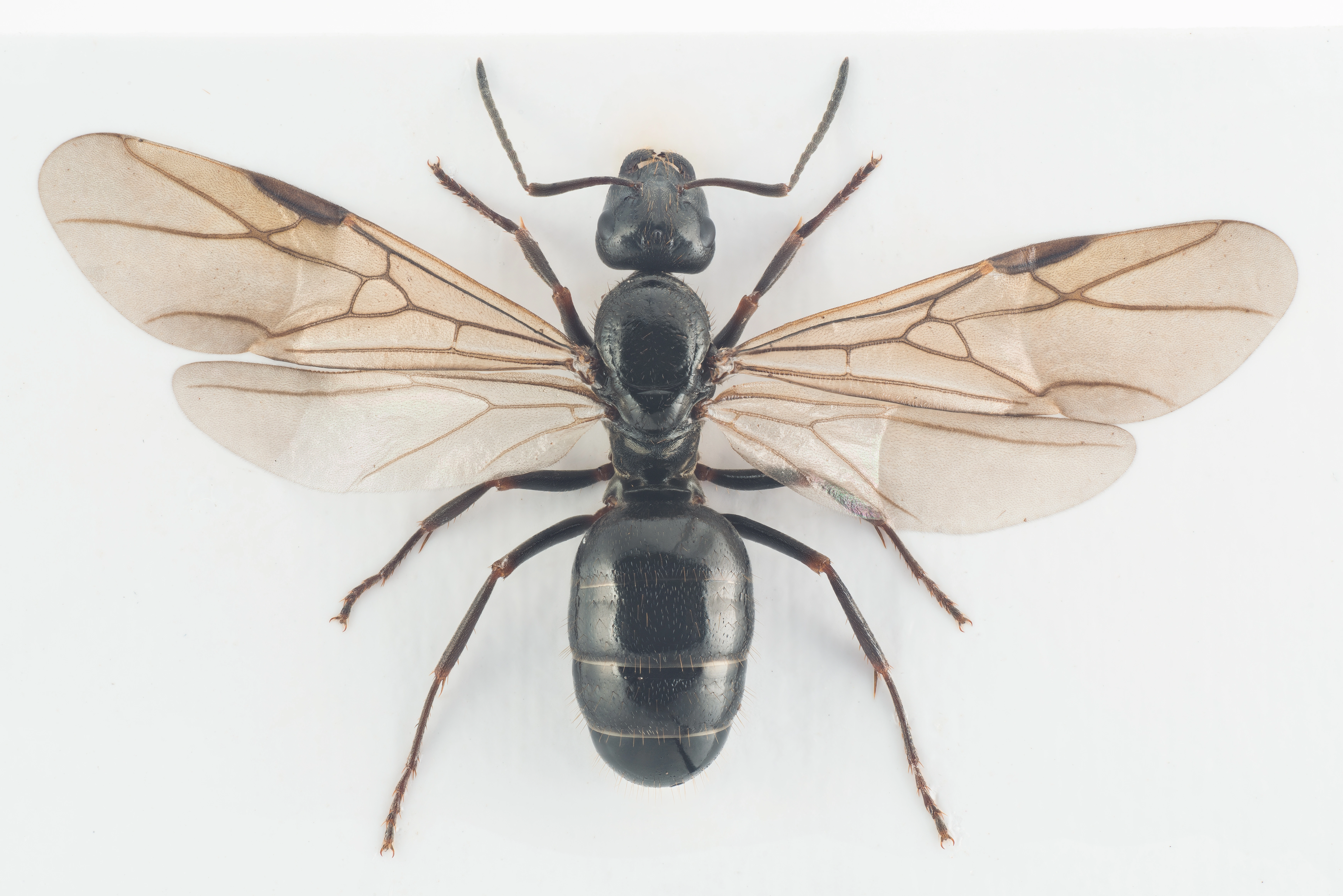 : Formica (Serviformica) picea.