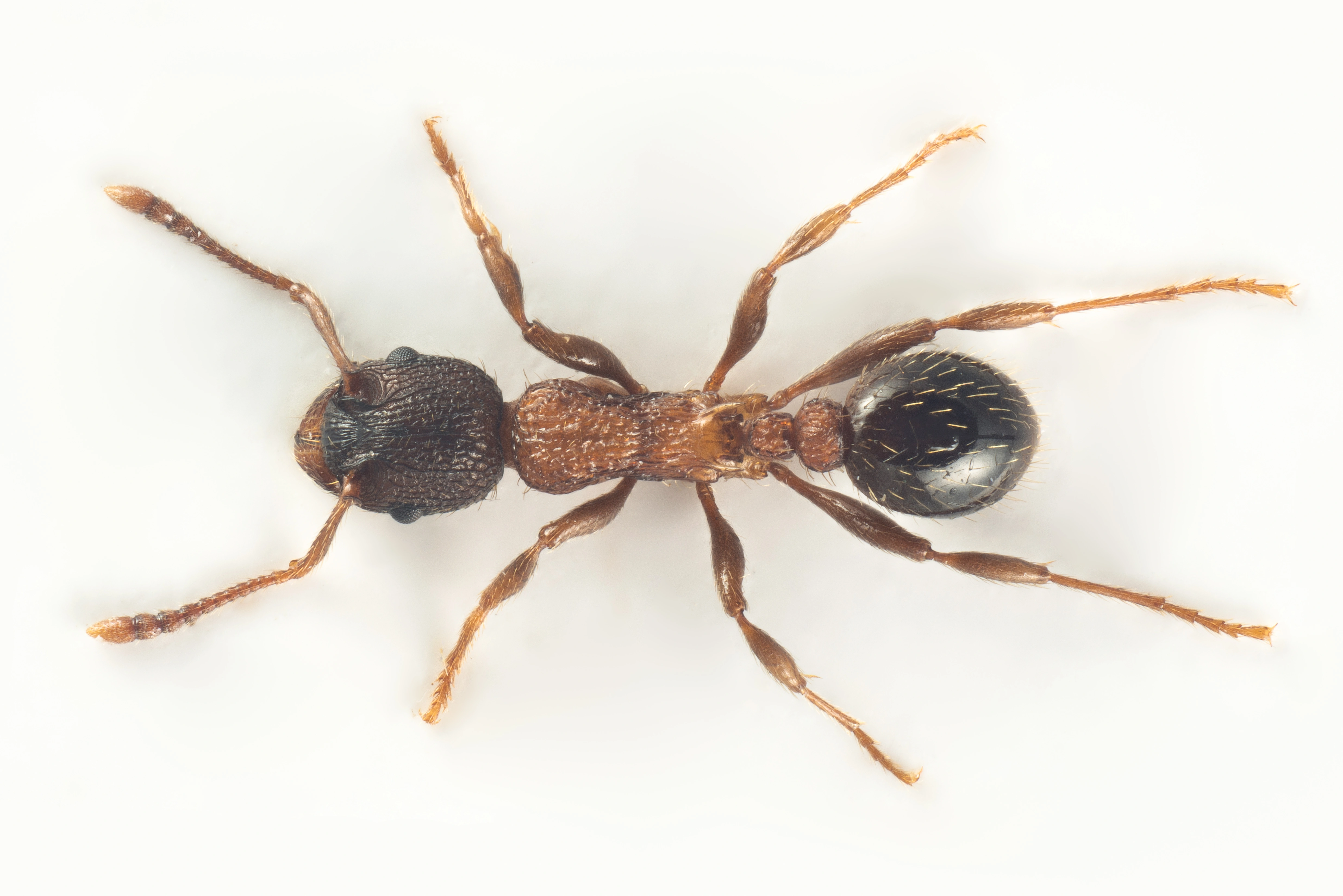 : Myrmica lobicornis.