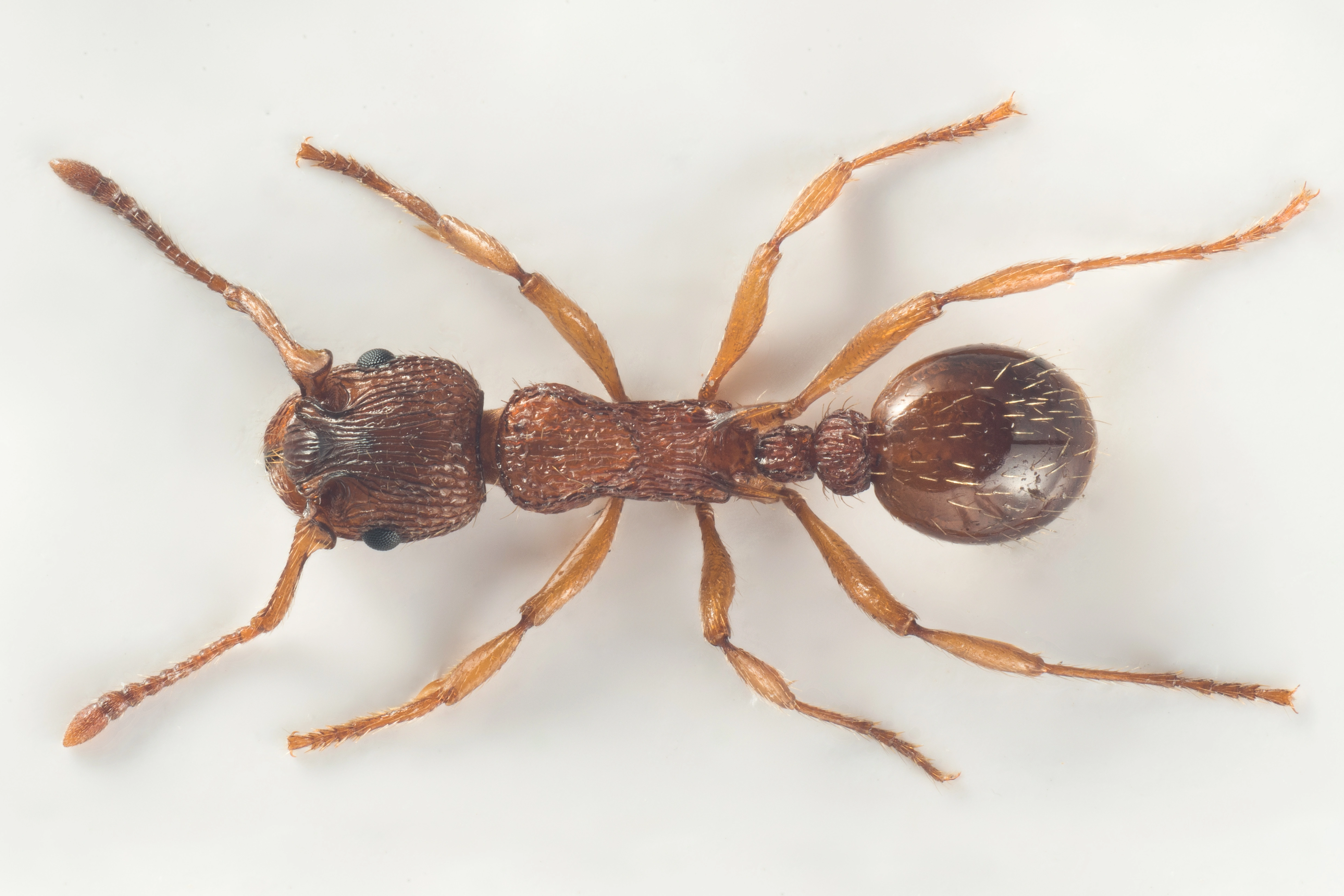 : Myrmica lonae.