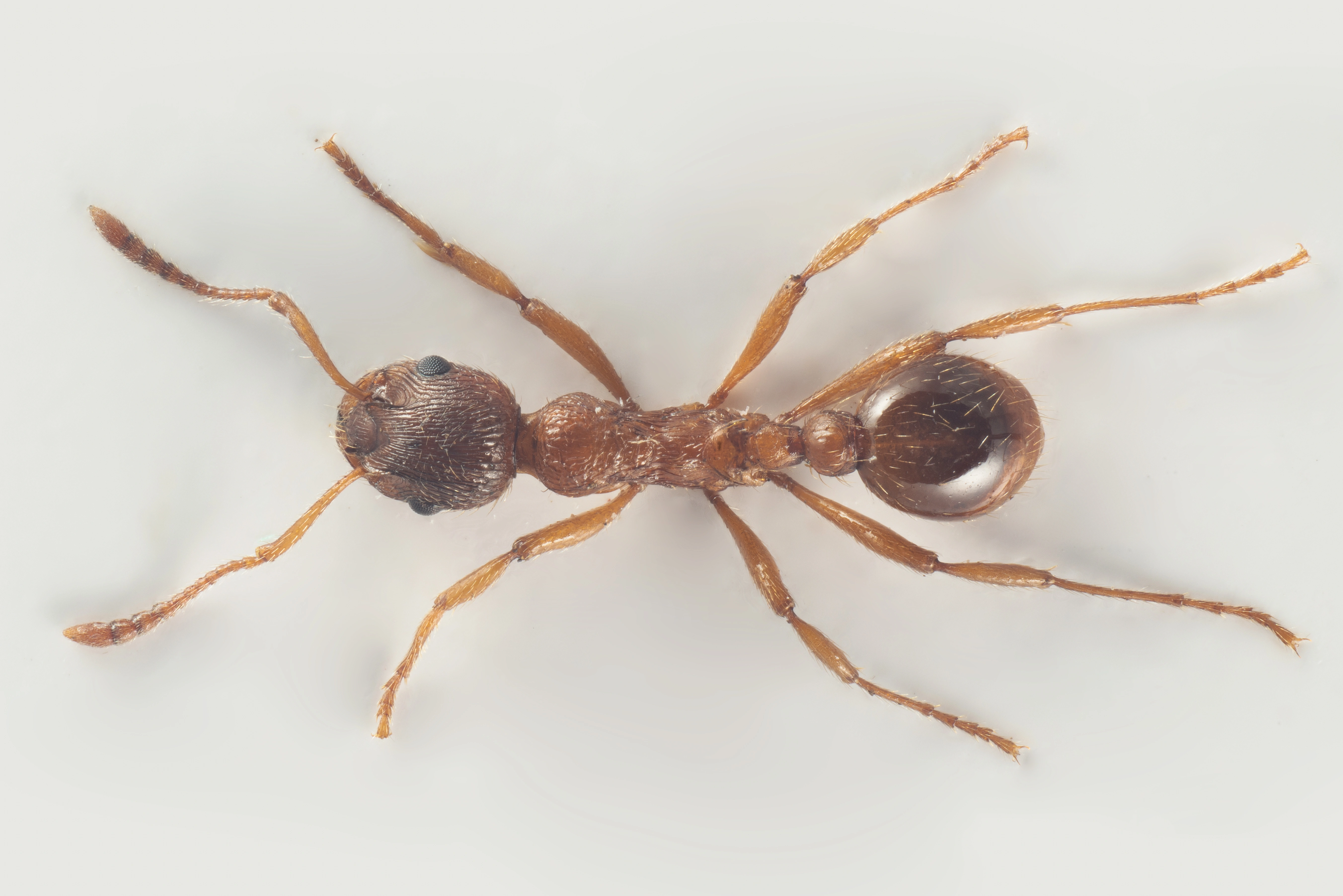 : Myrmica rubra.