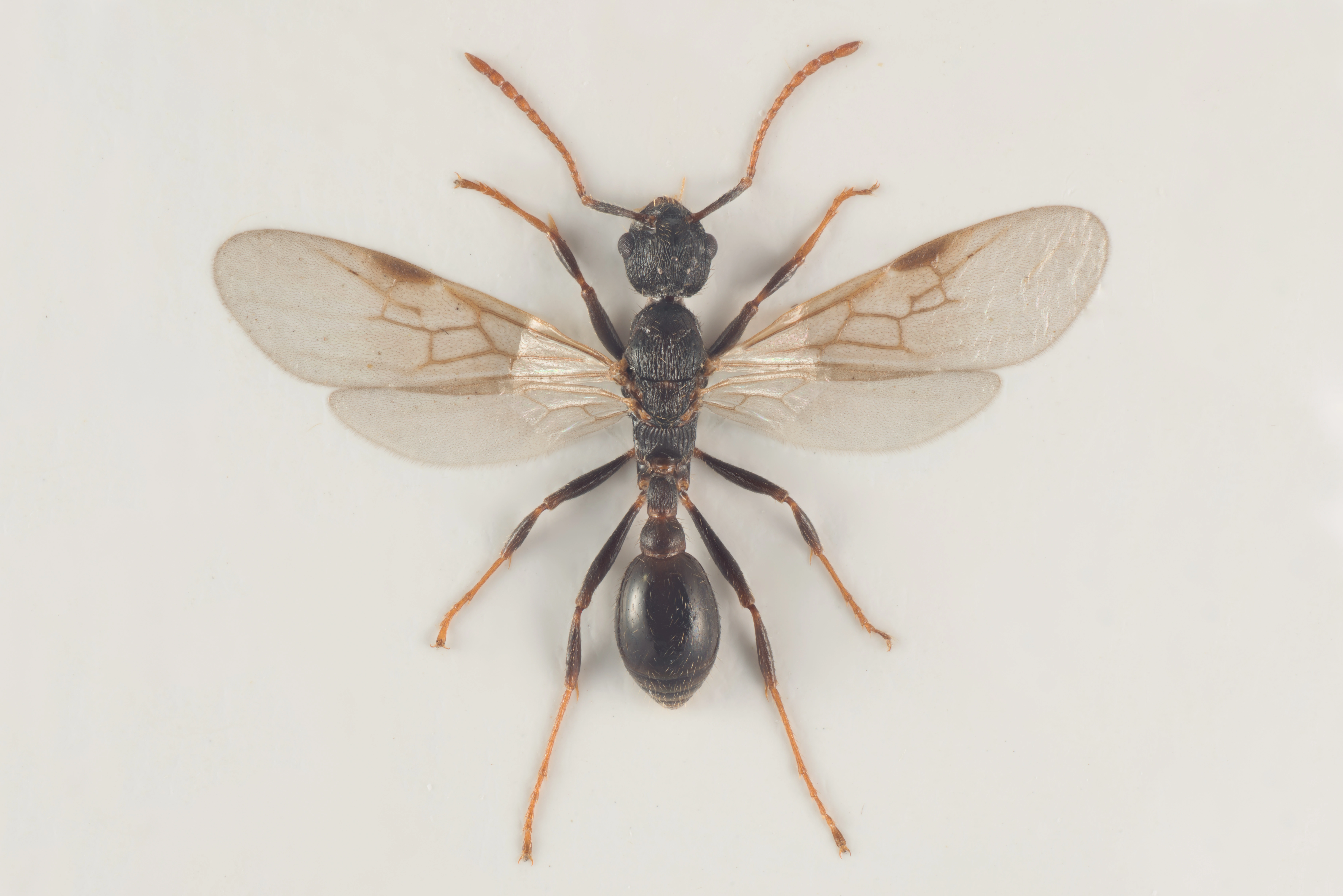 : Myrmica ruginodis.