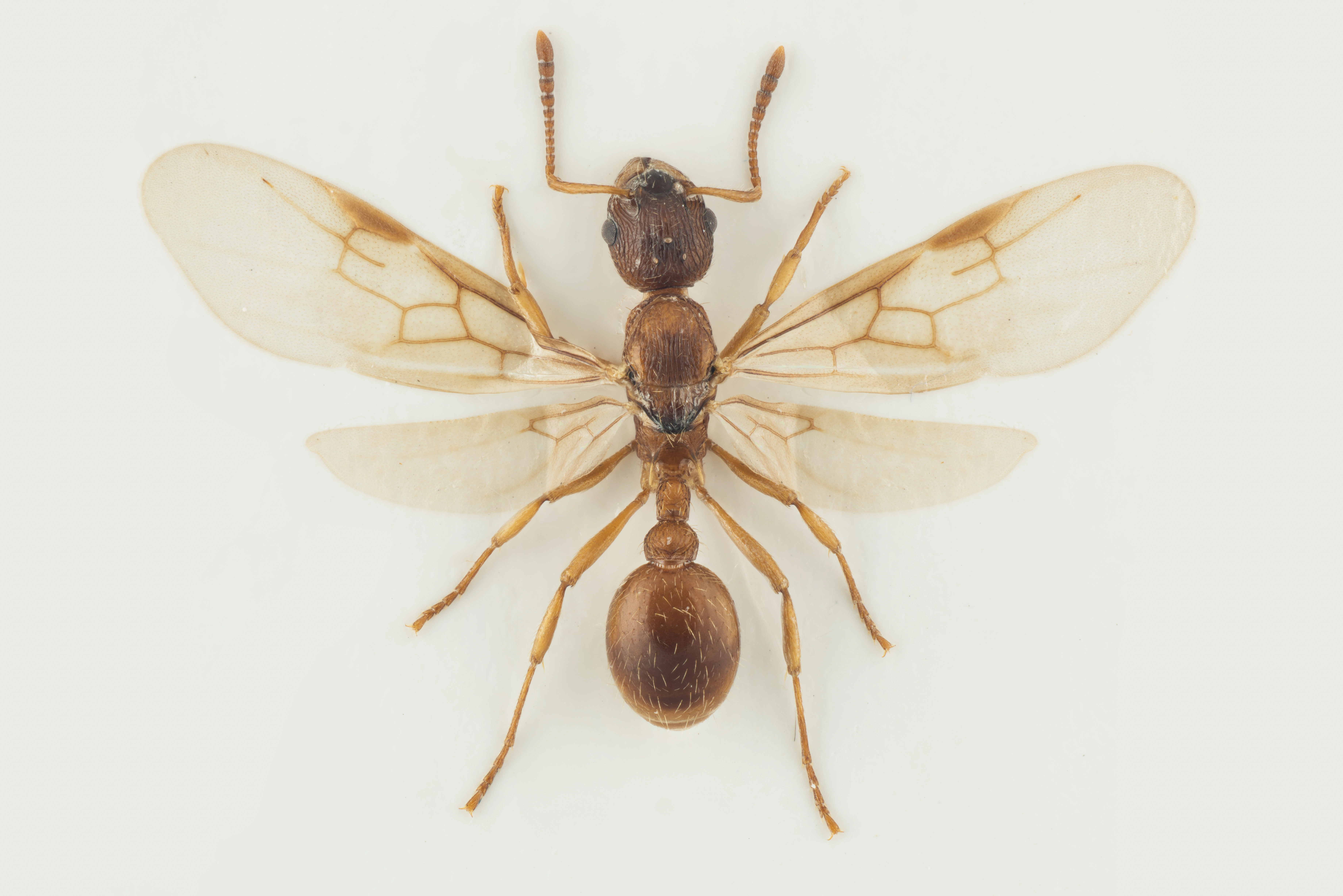 : Myrmica ruginodis.