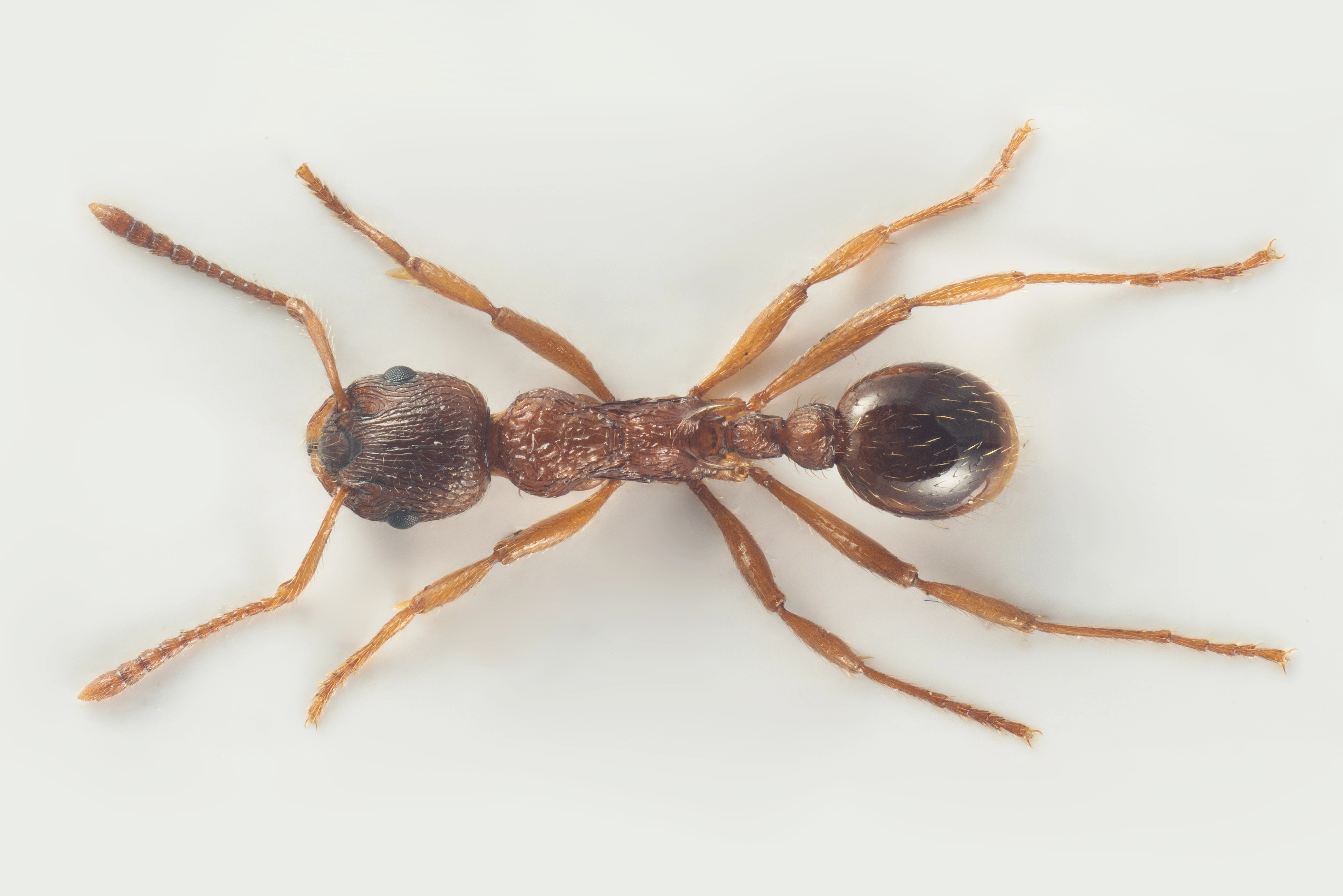 : Myrmica ruginodis.