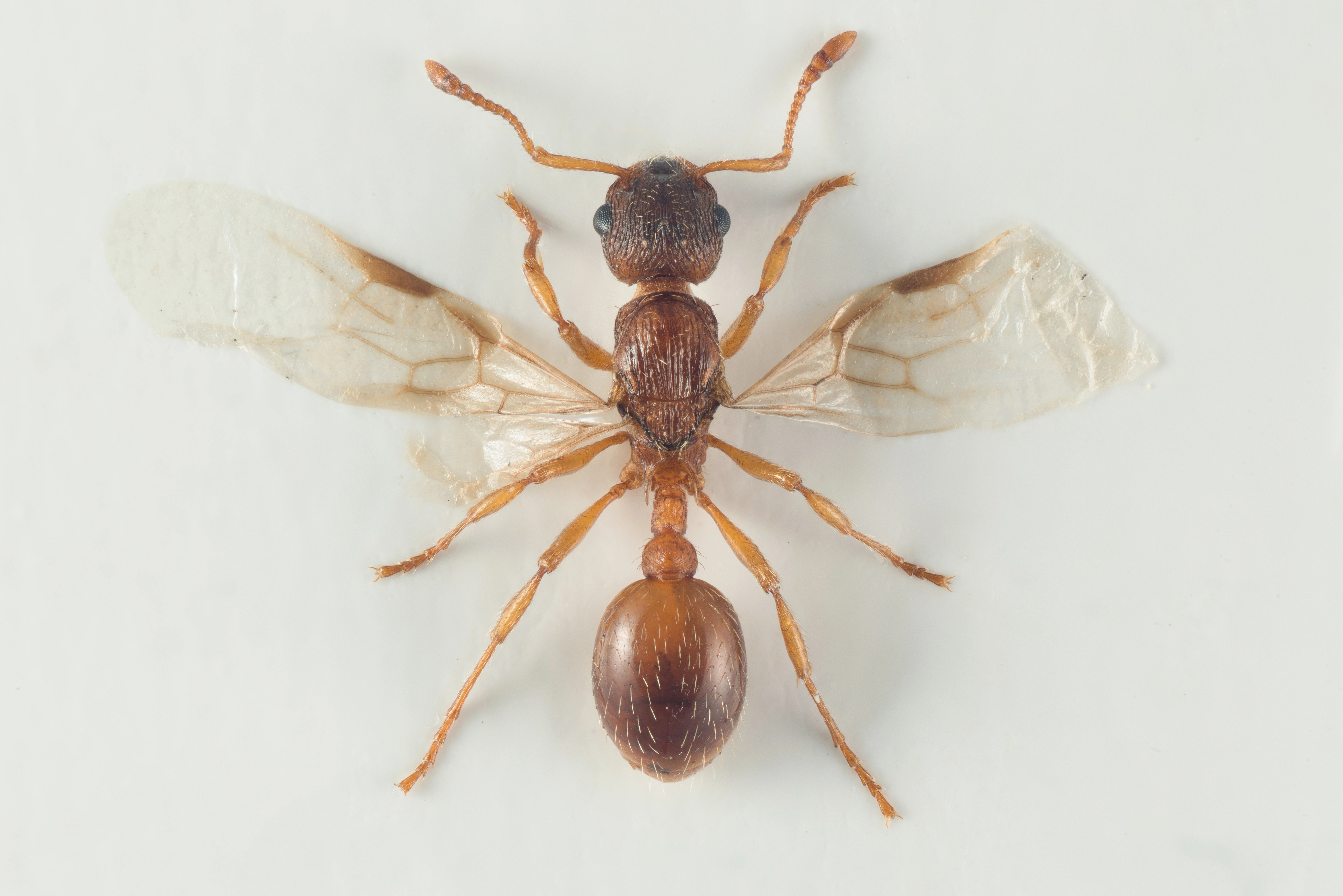 : Myrmica rugulosa.