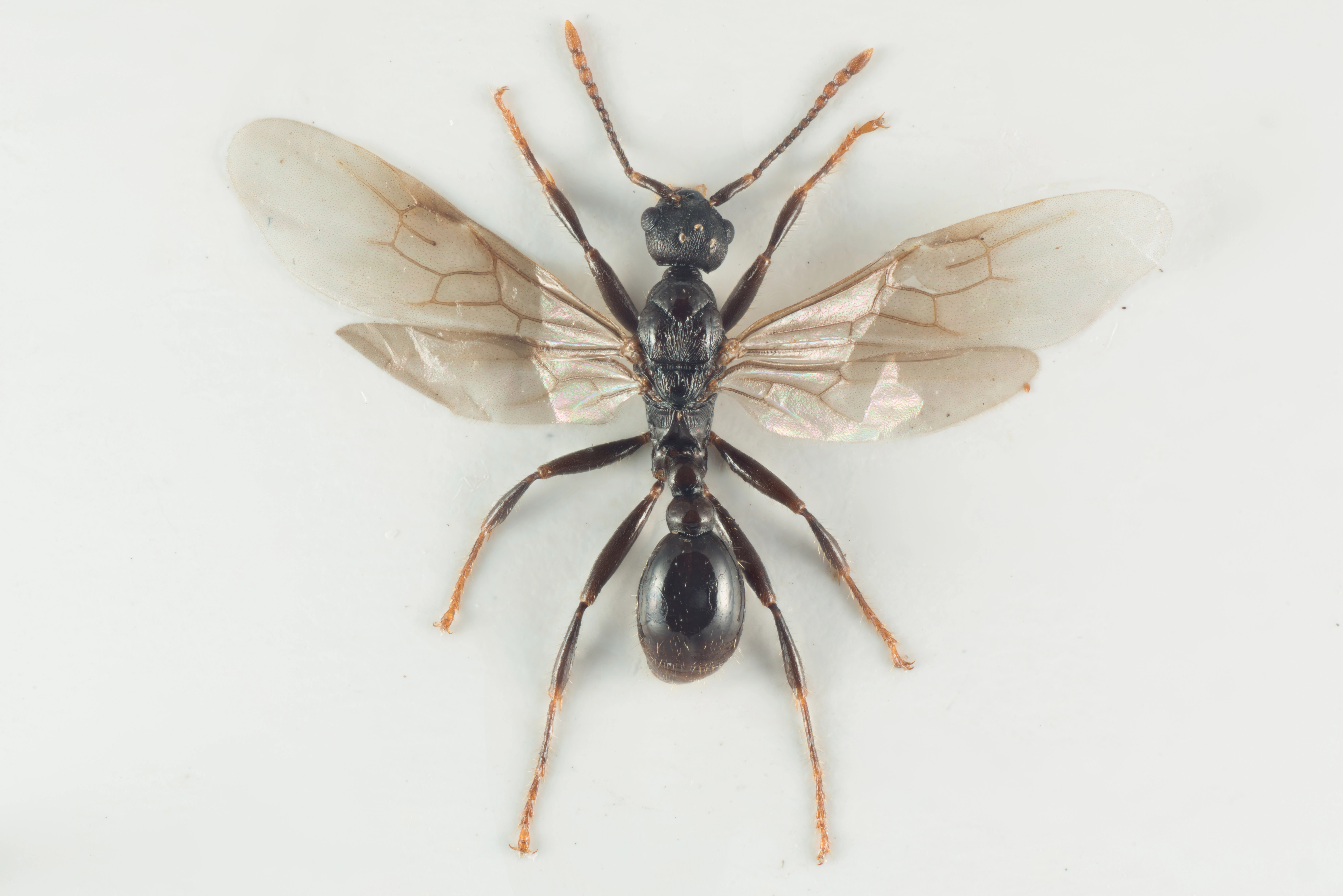 : Myrmica sabuleti.