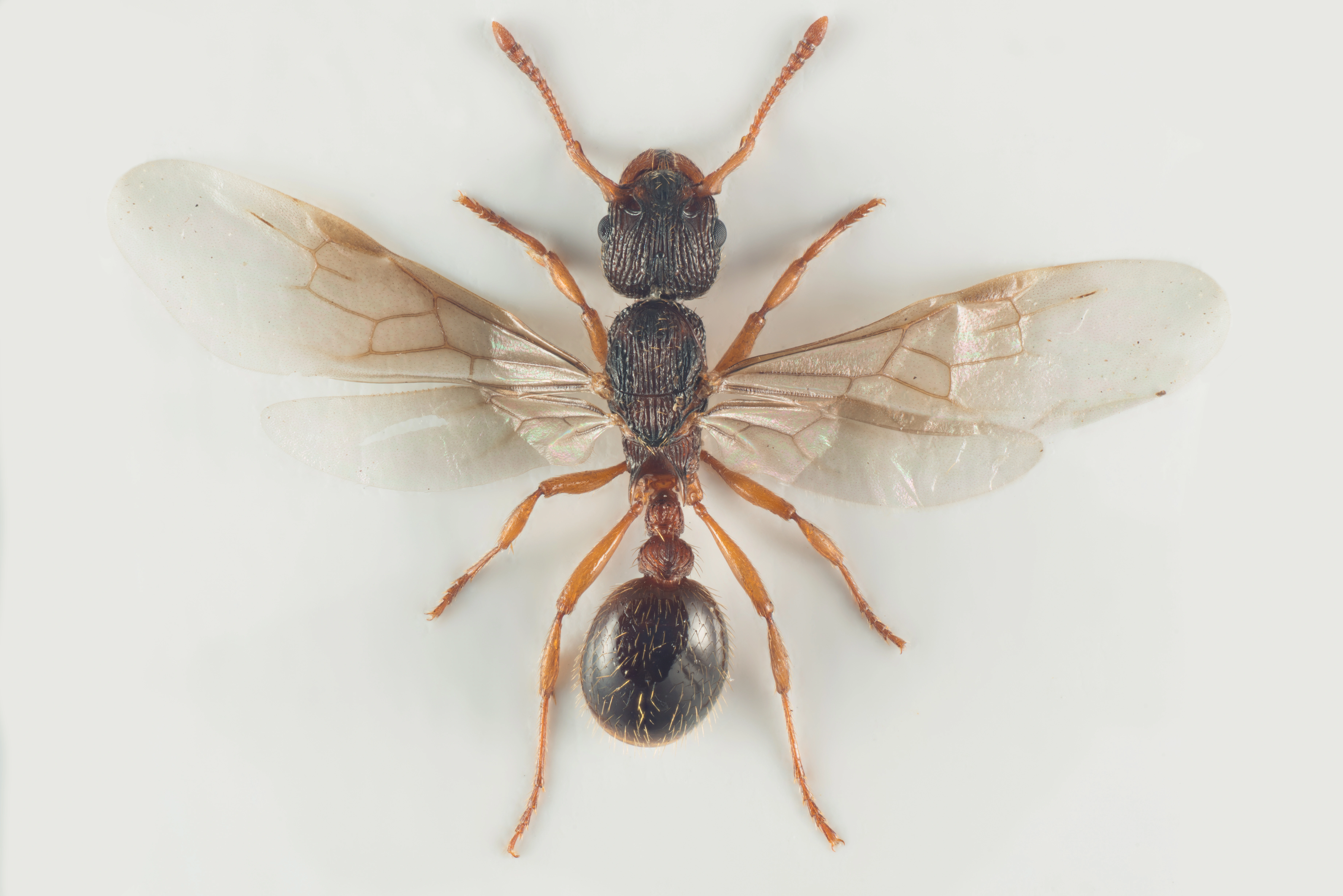 : Myrmica sabuleti.