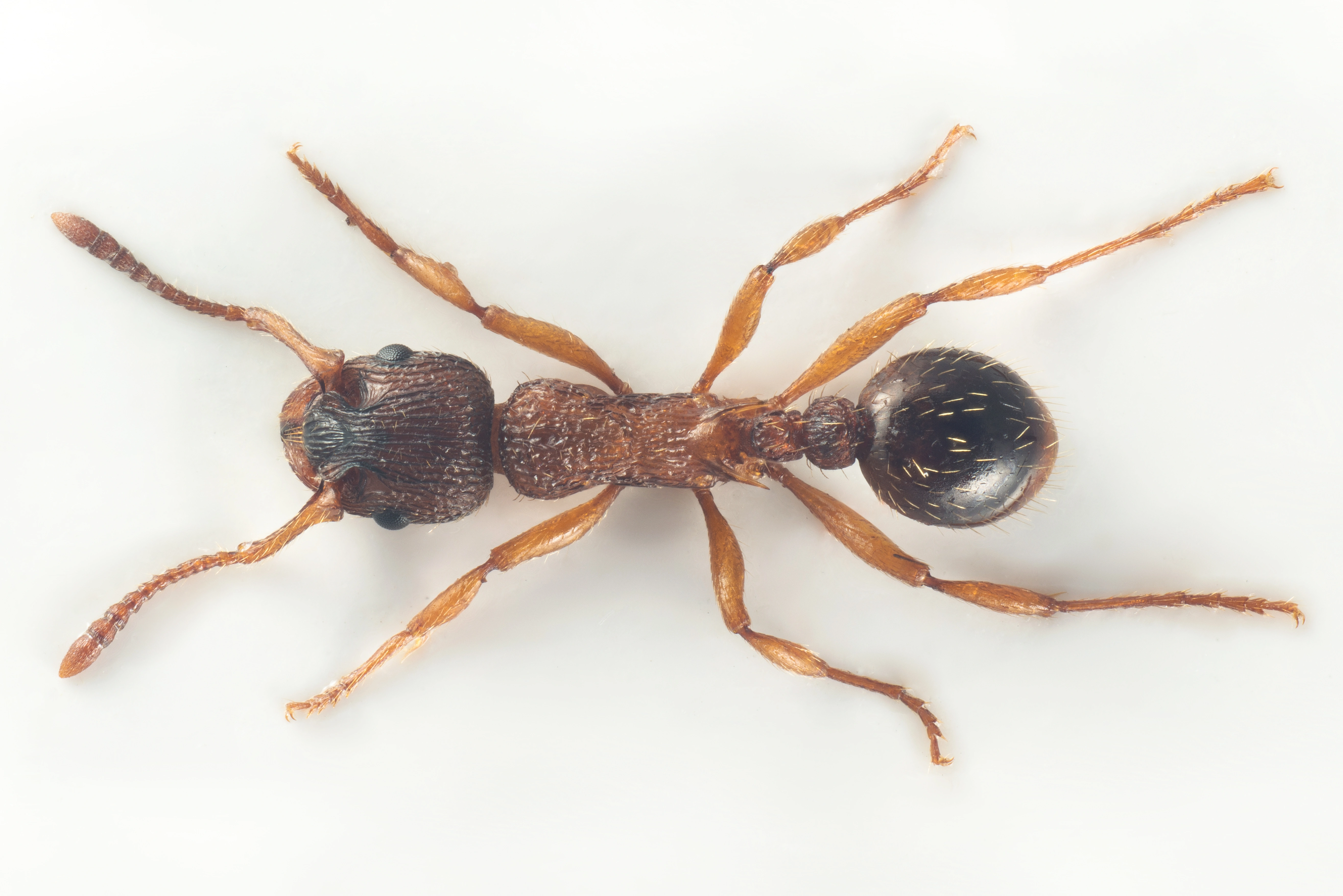 : Myrmica sabuleti.