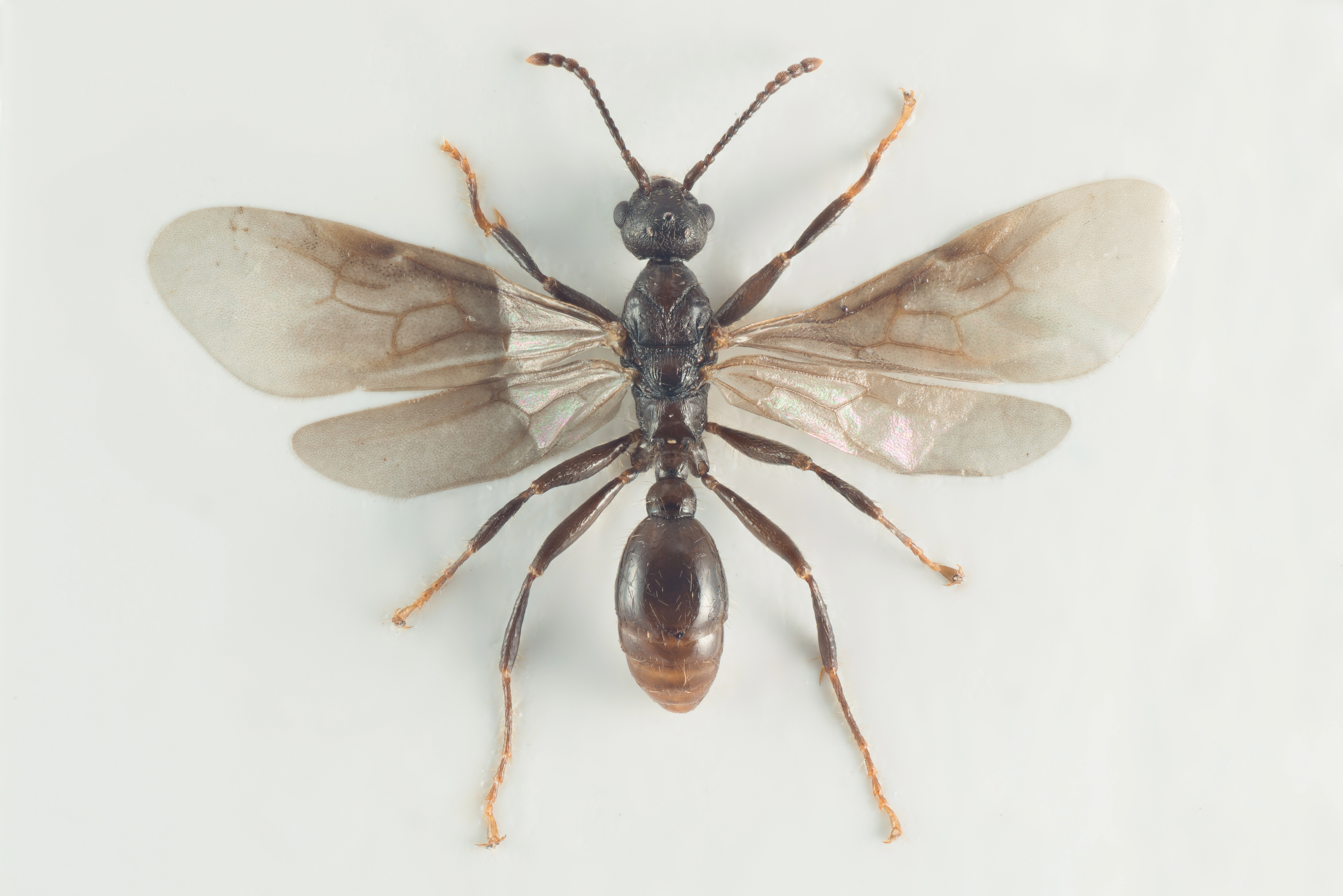 : Myrmica scabrinodis.