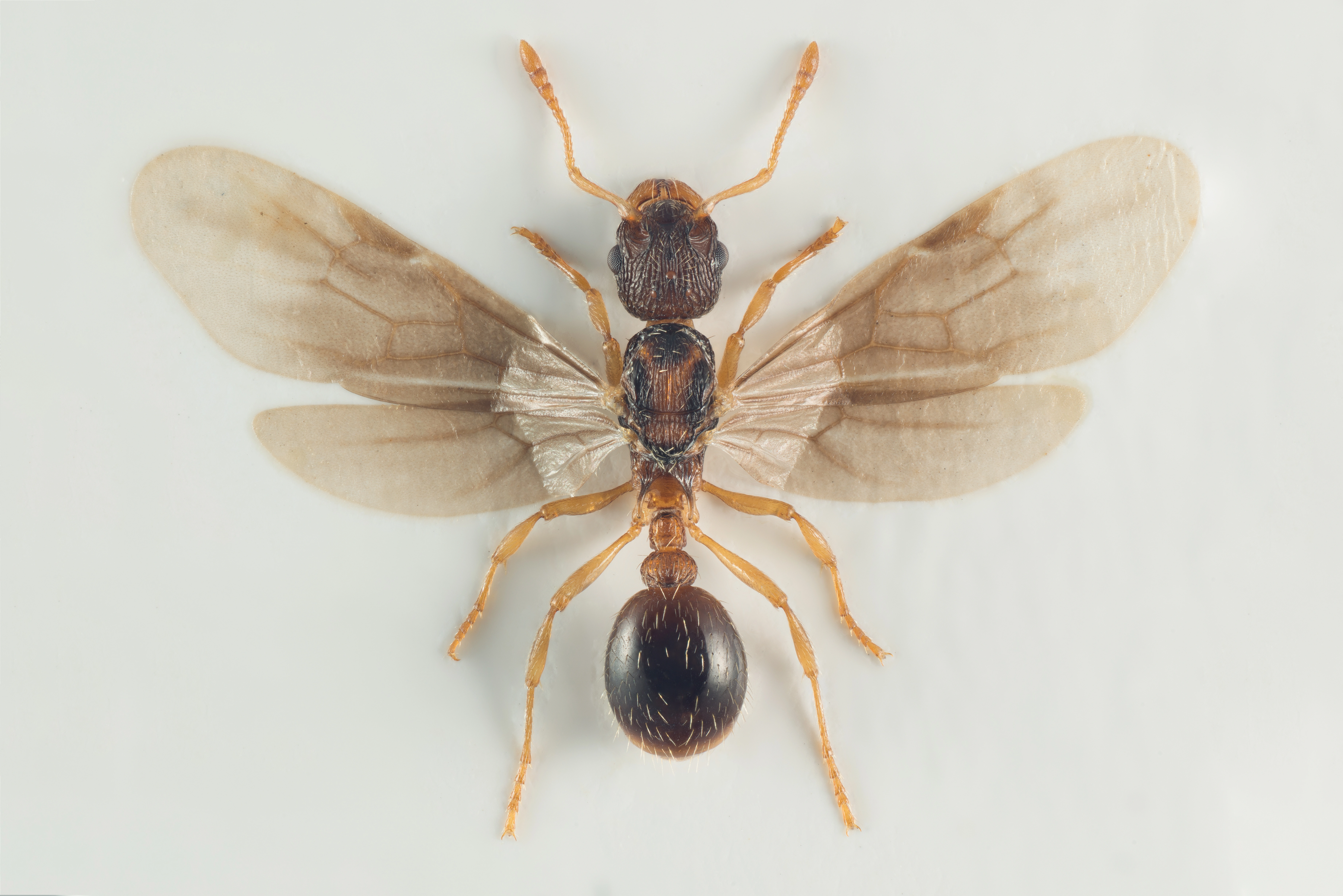 : Myrmica scabrinodis.