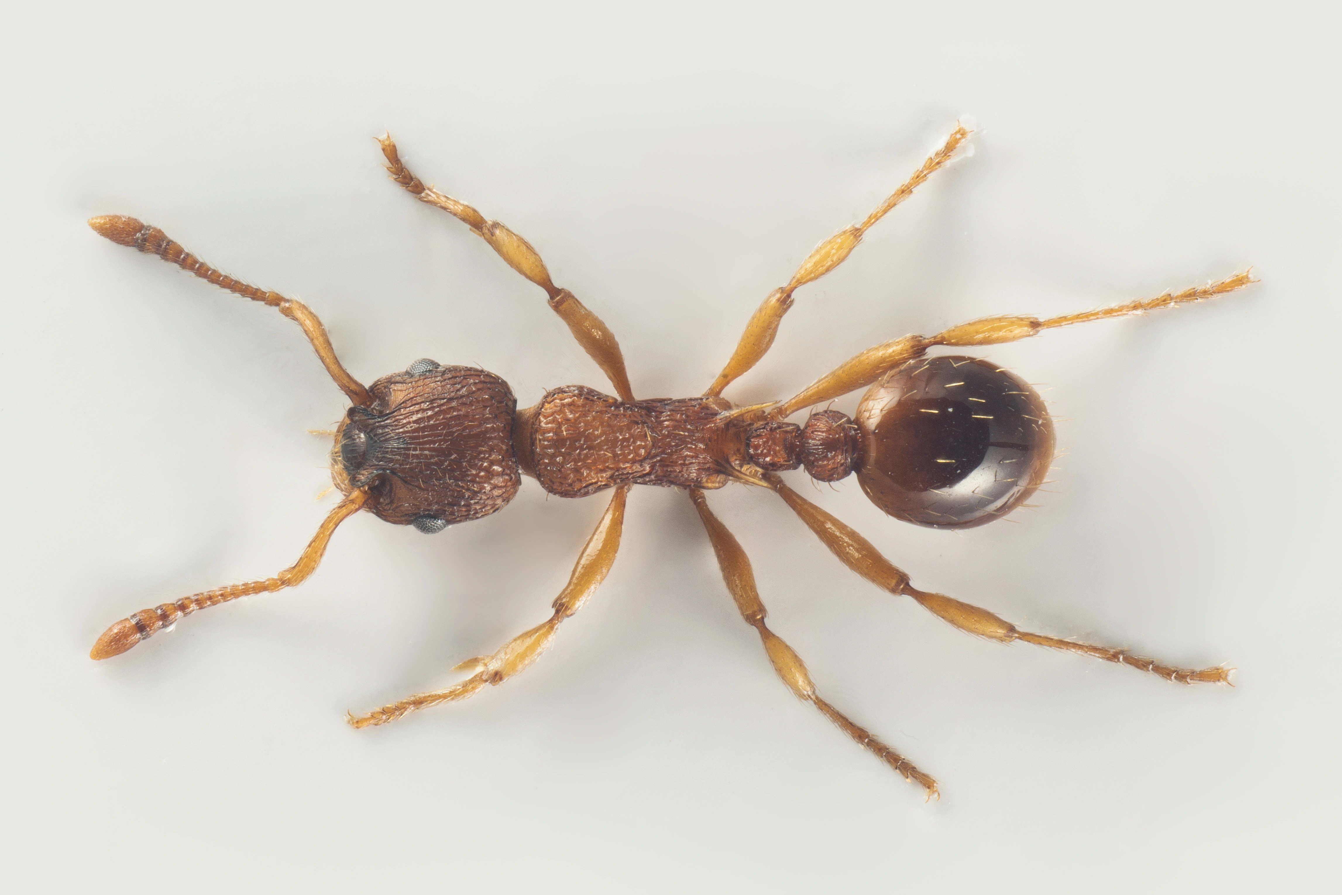 : Myrmica scabrinodis.