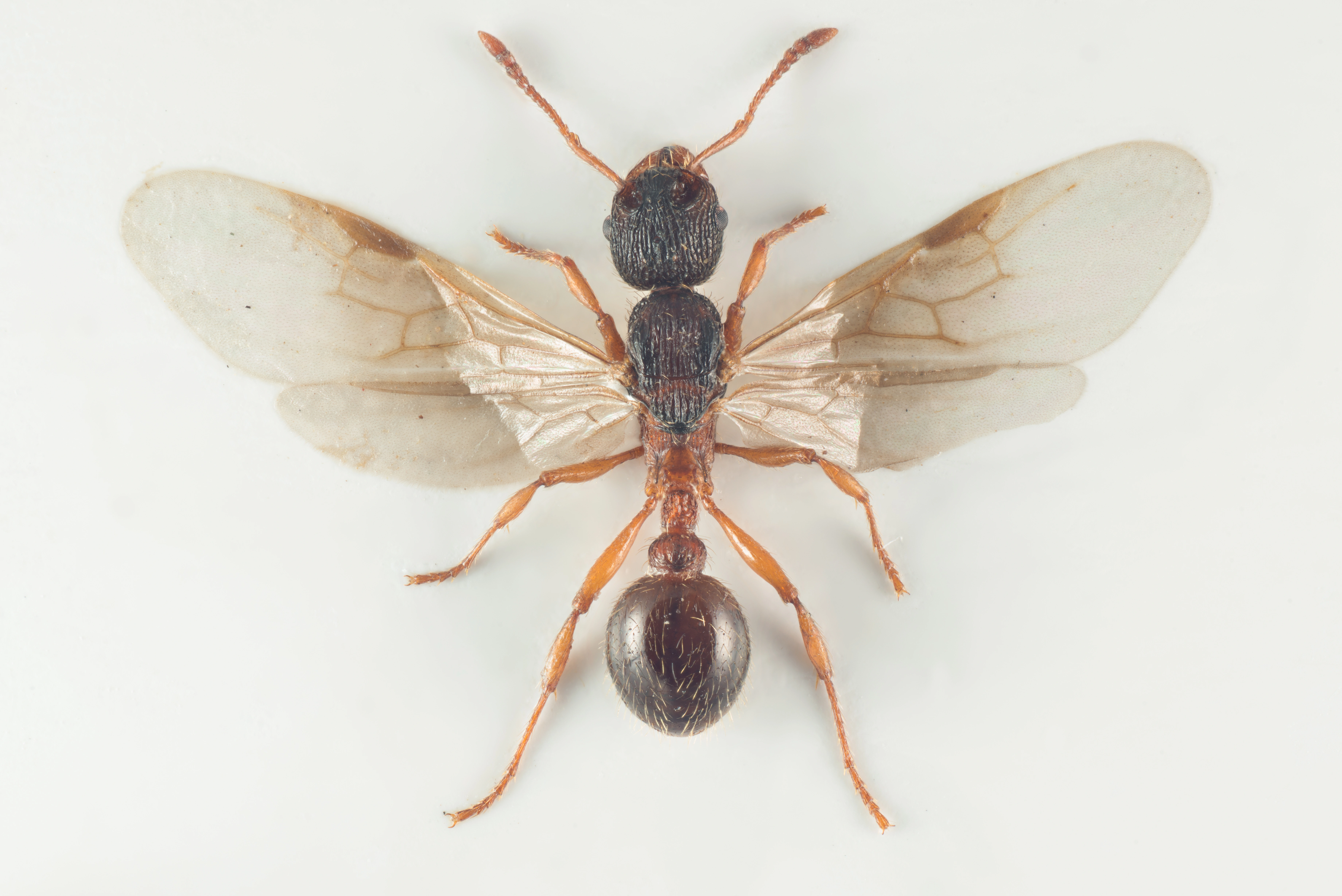 : Myrmica schencki.