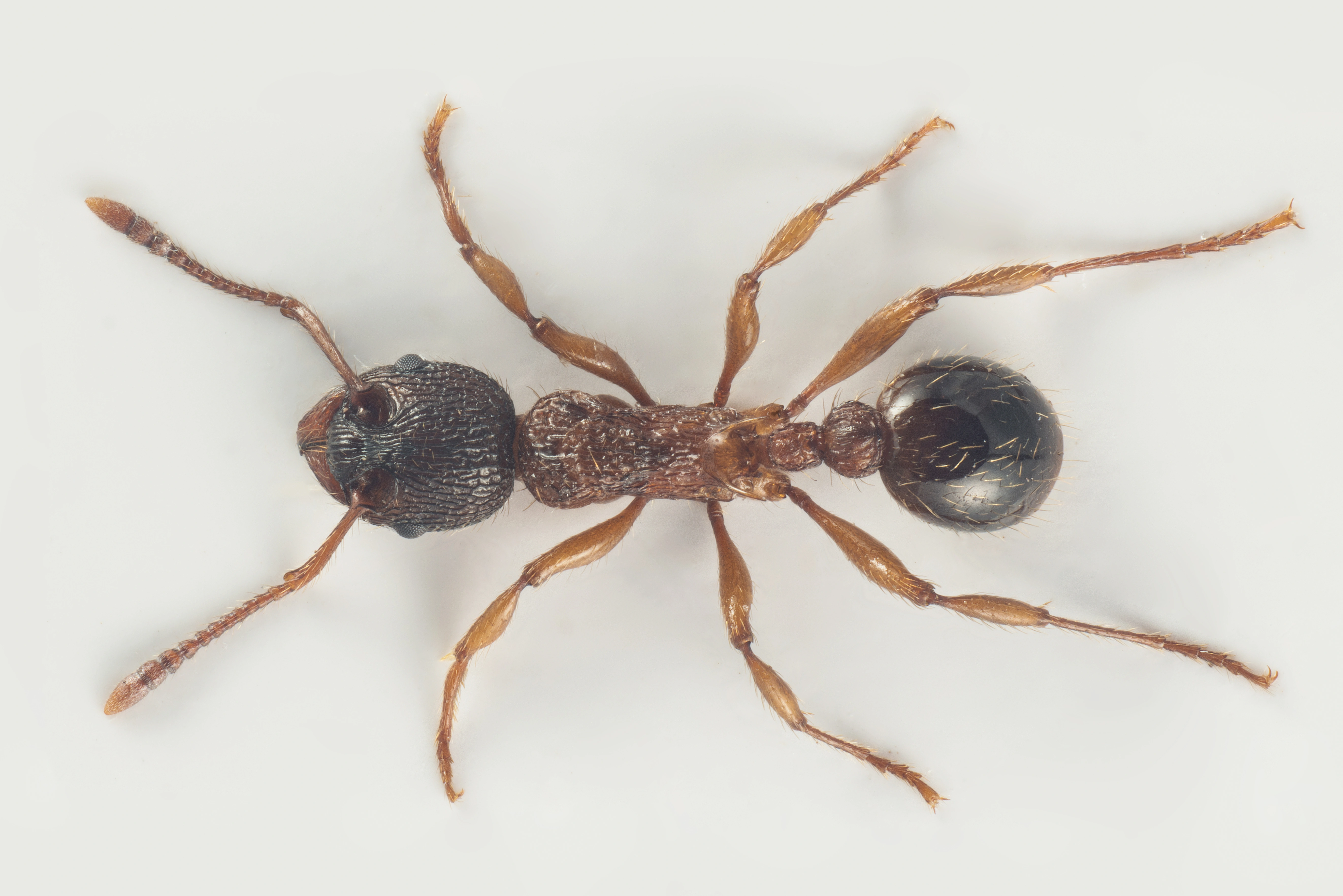 : Myrmica schencki.