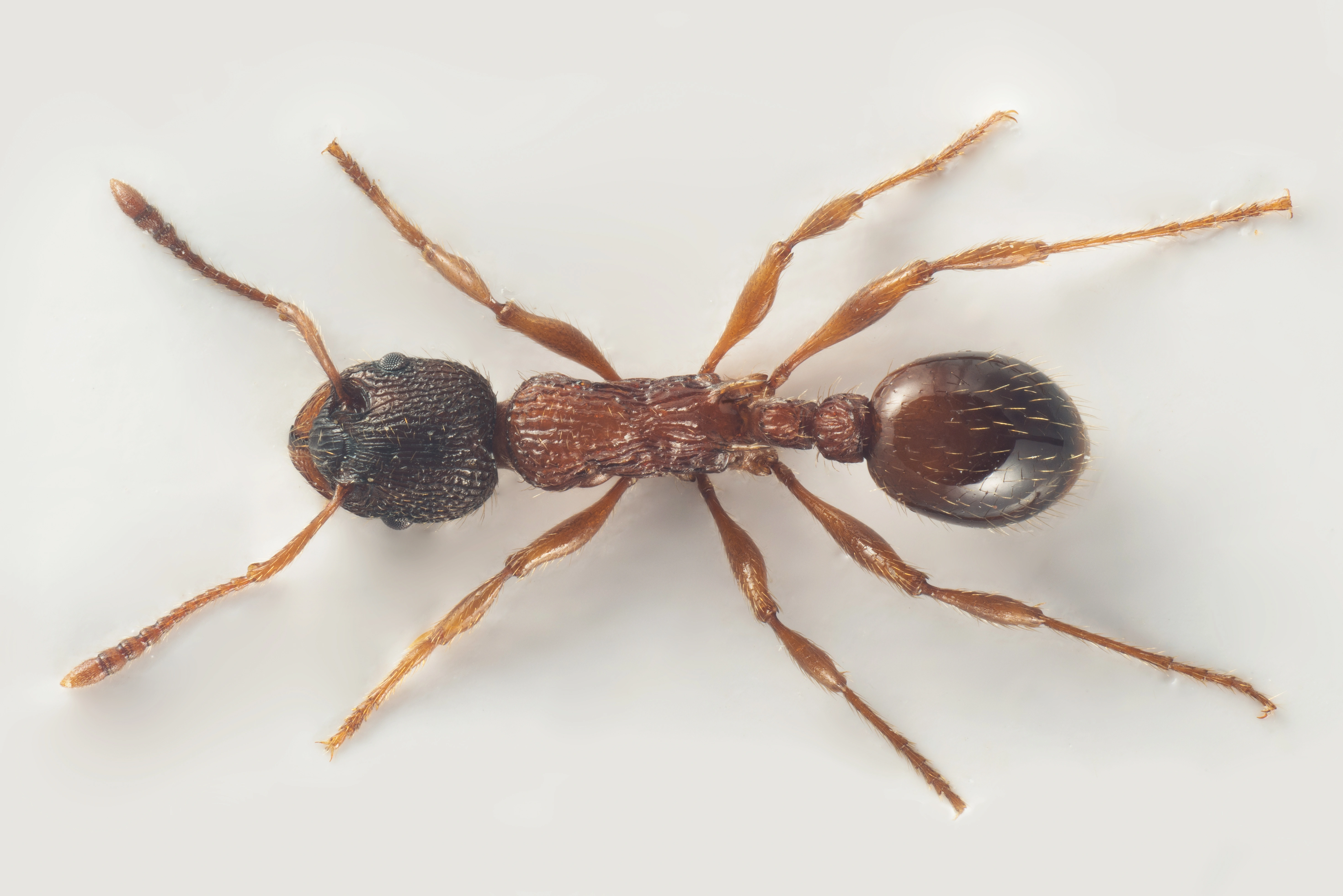 : Myrmica sulcinodis.