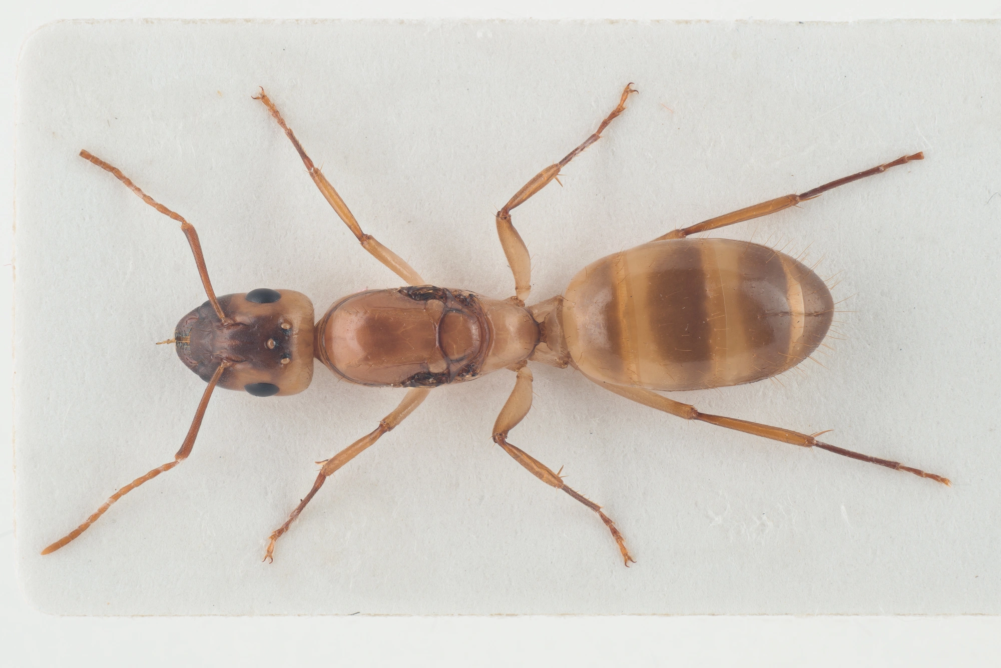 : Camponotus ustus.