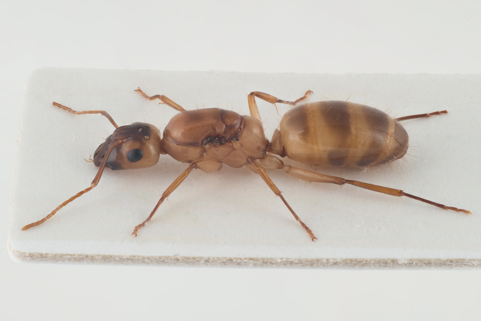 : Camponotus ustus.