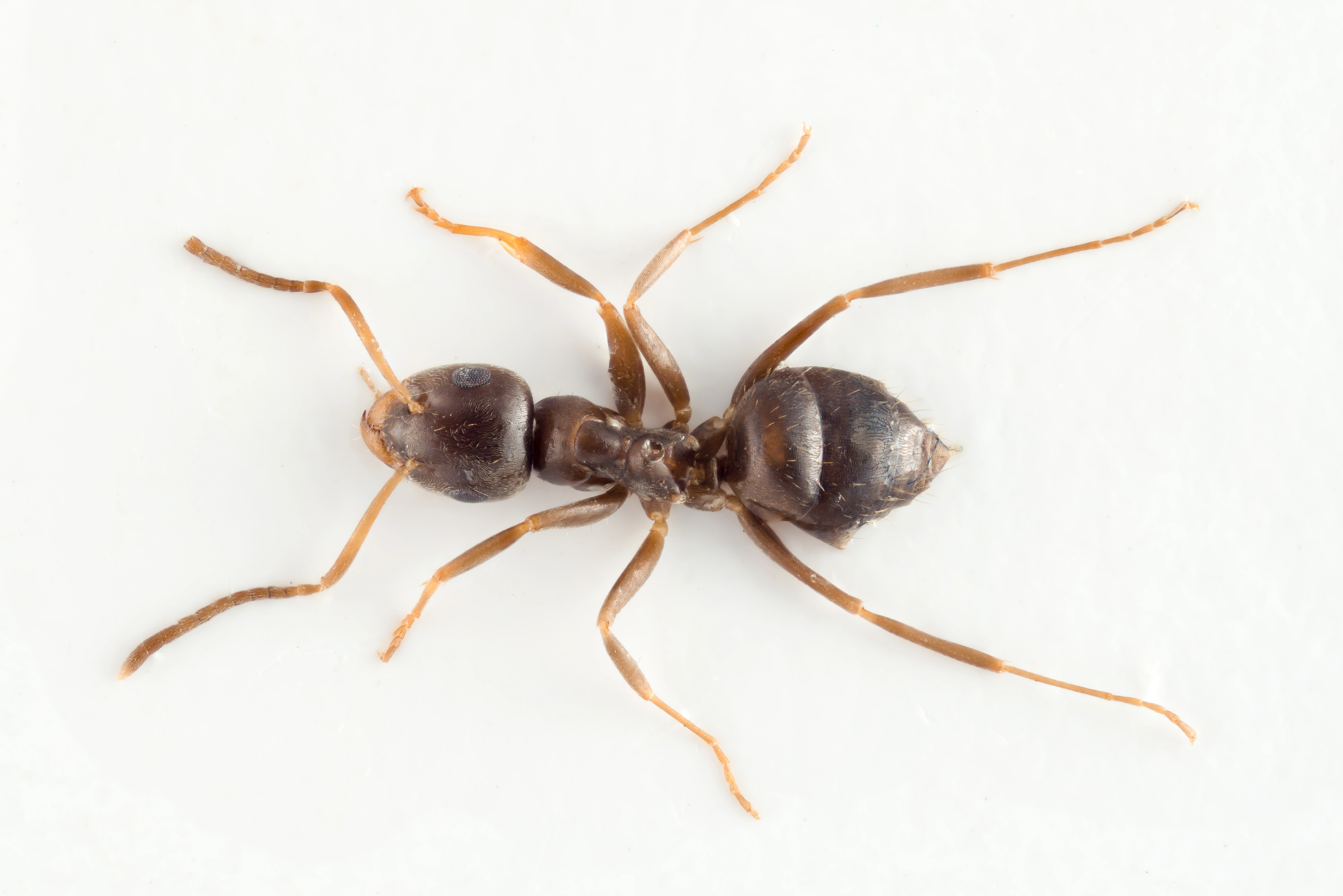 : Lasius neglectus.