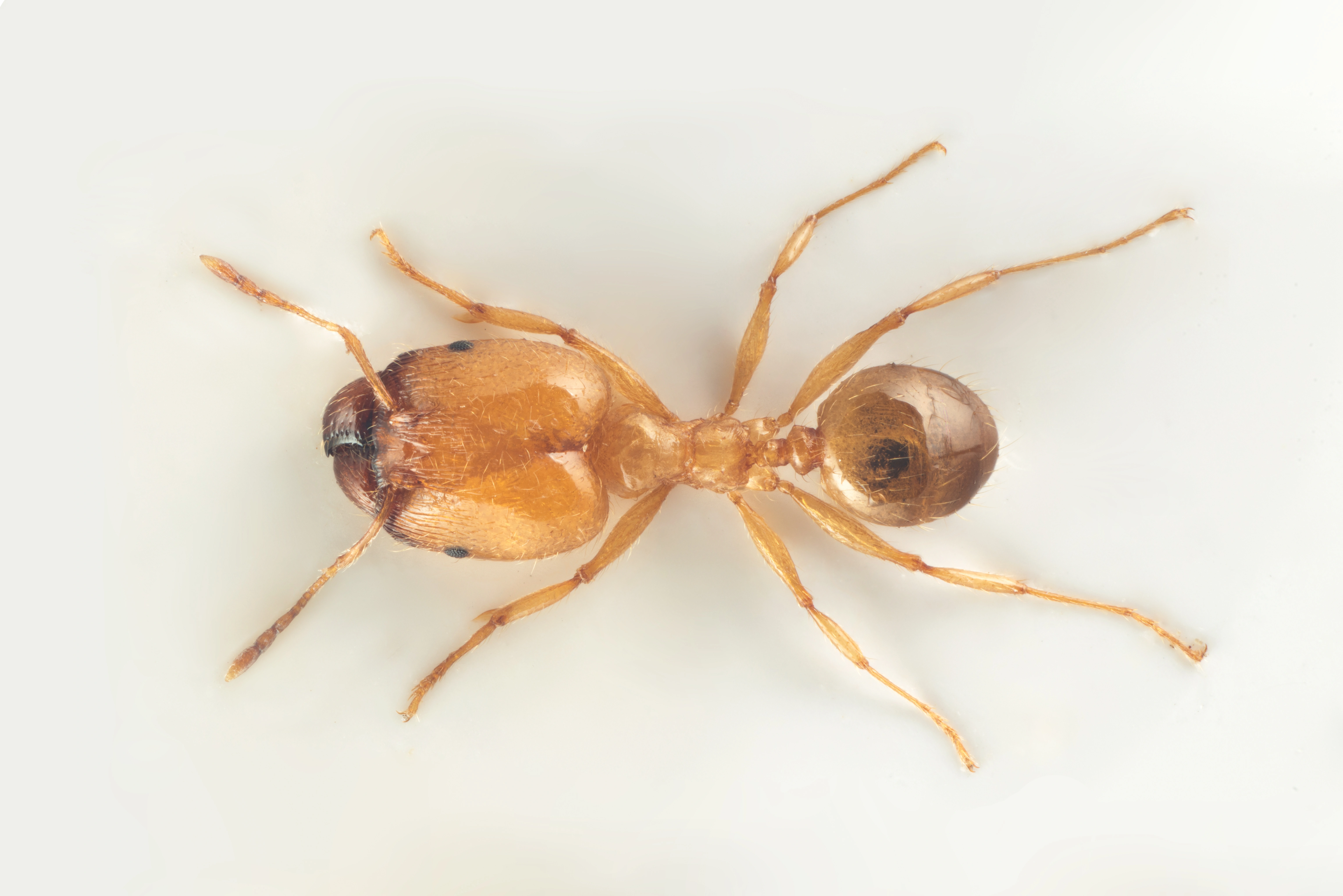 : Pheidole.