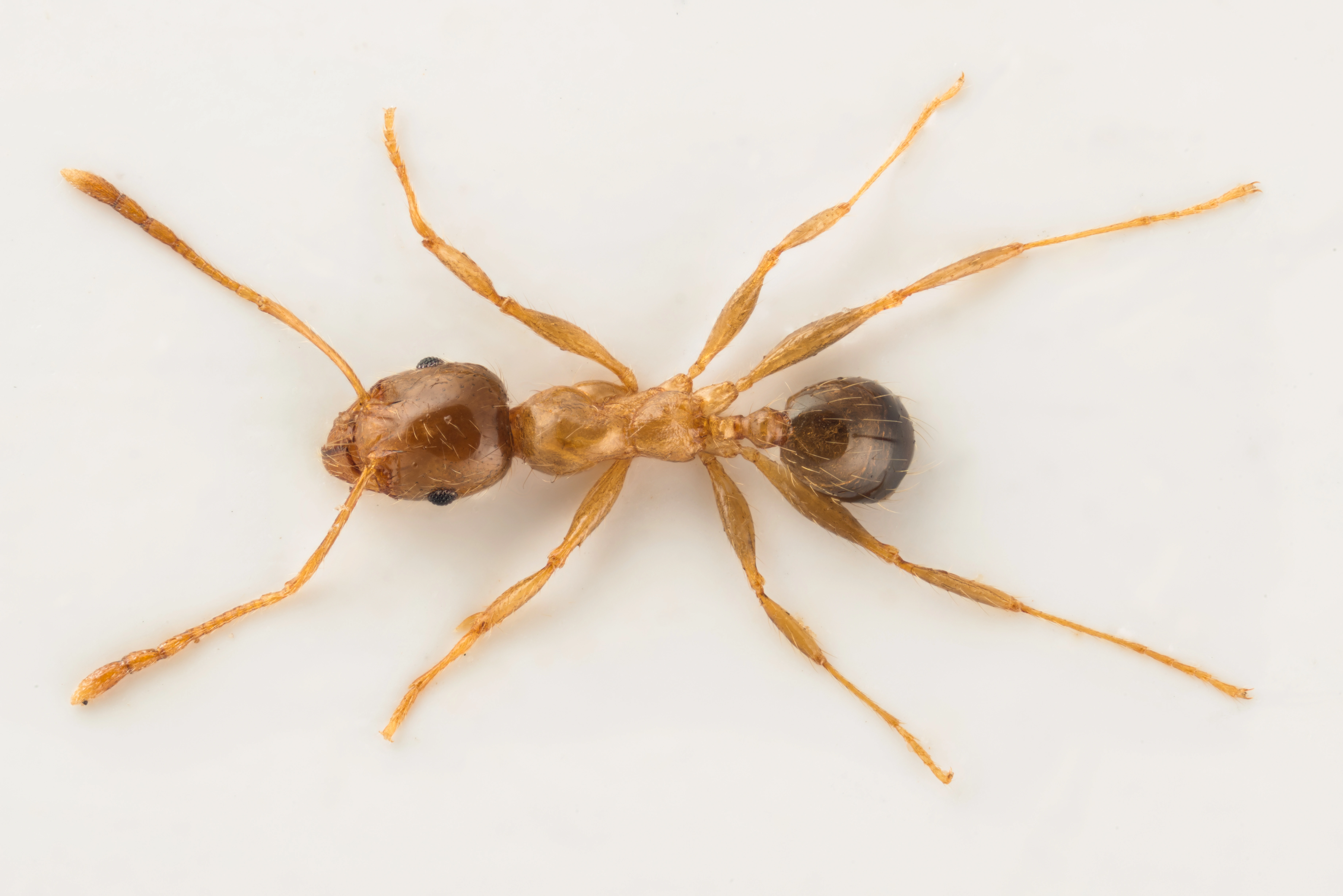 : Pheidole.