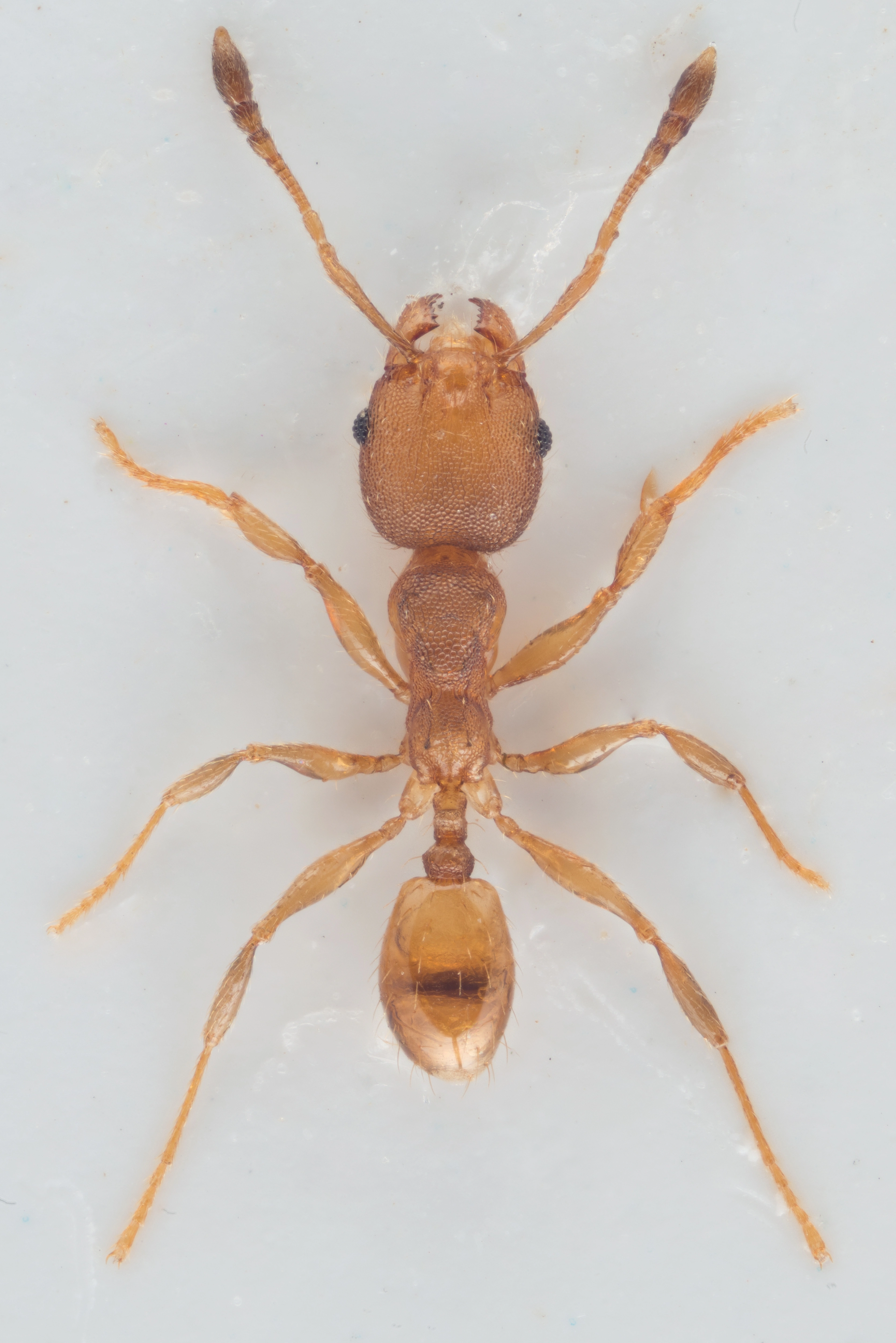 : Pheidole.