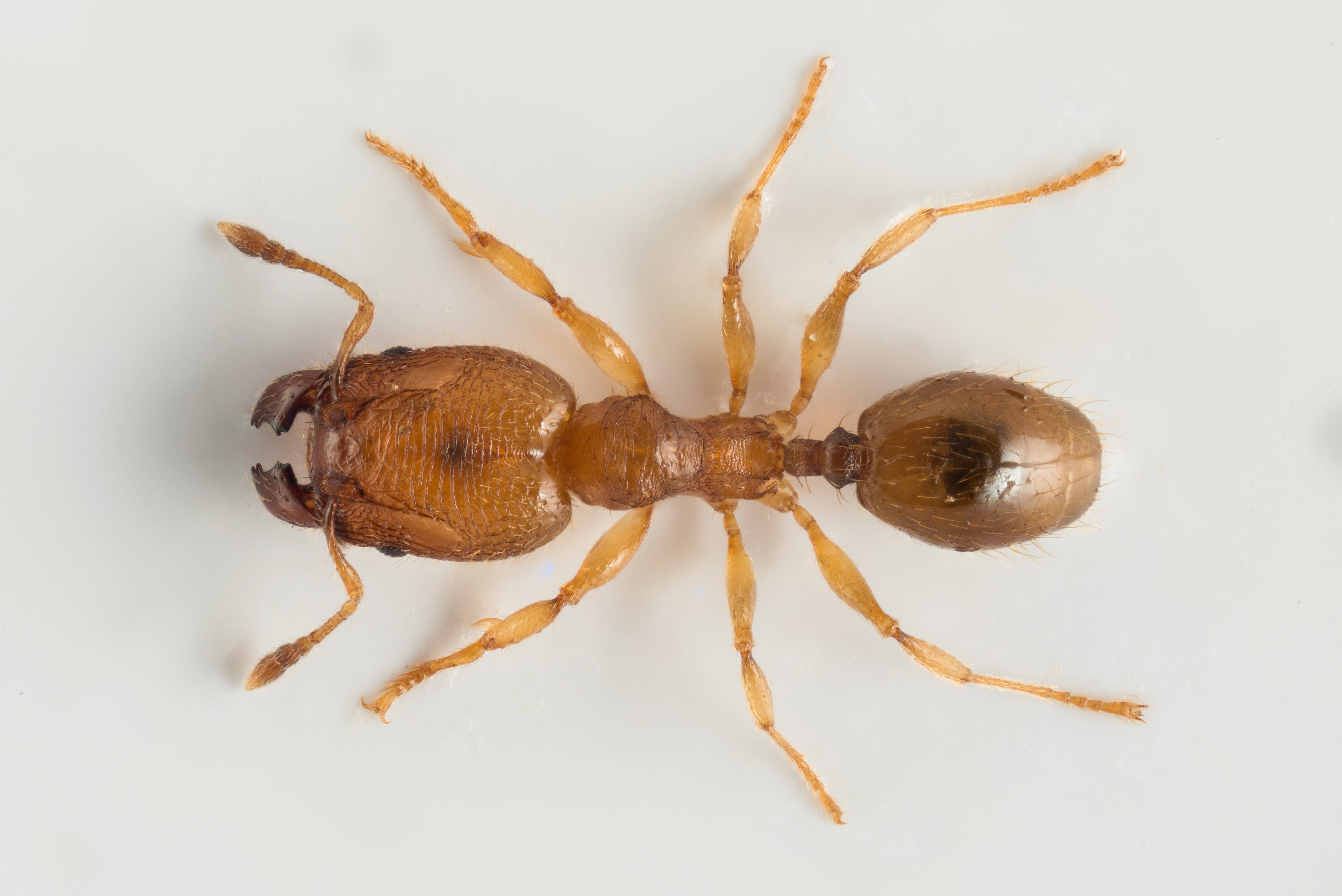 : Pheidole.