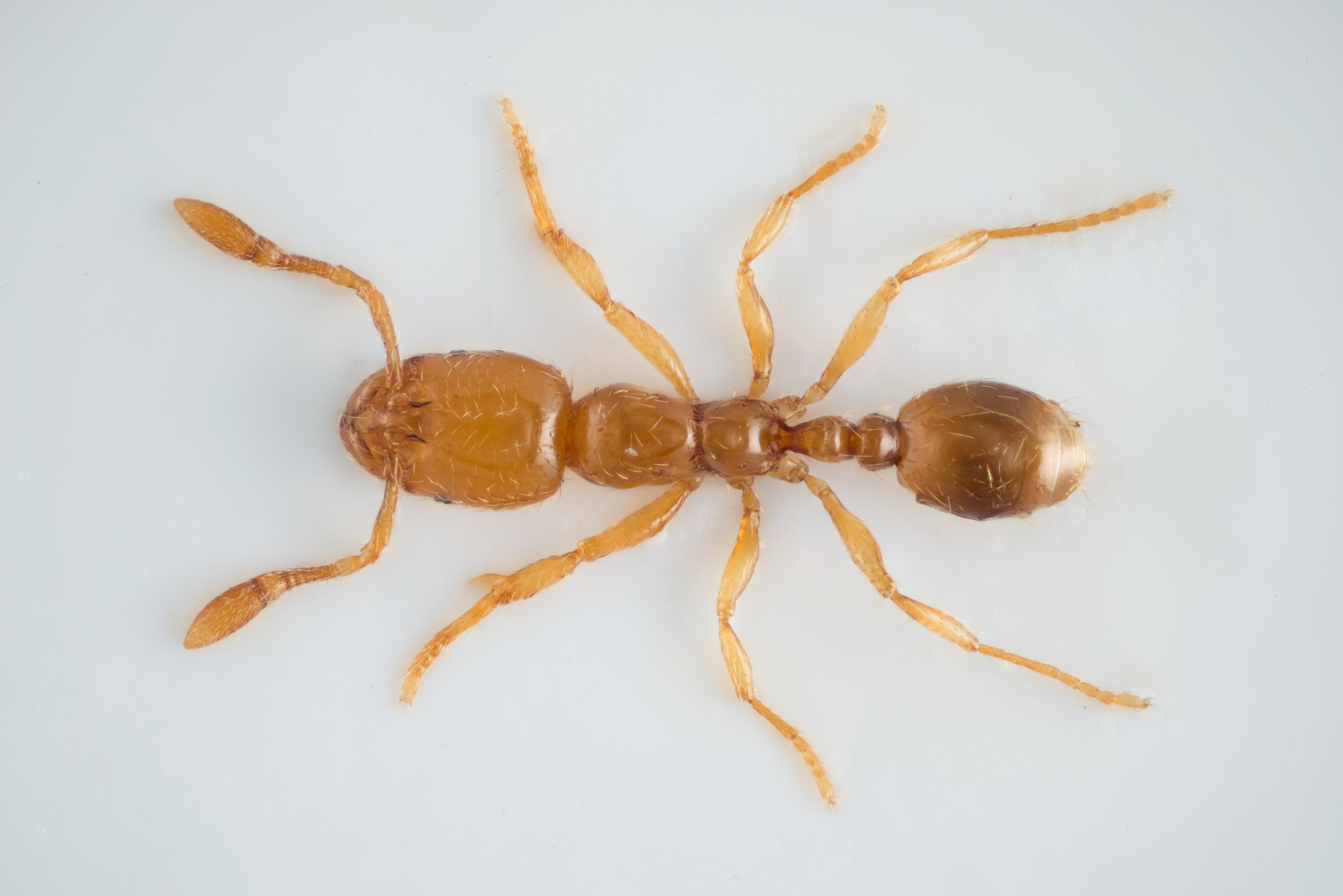 : Solenopsis sp.