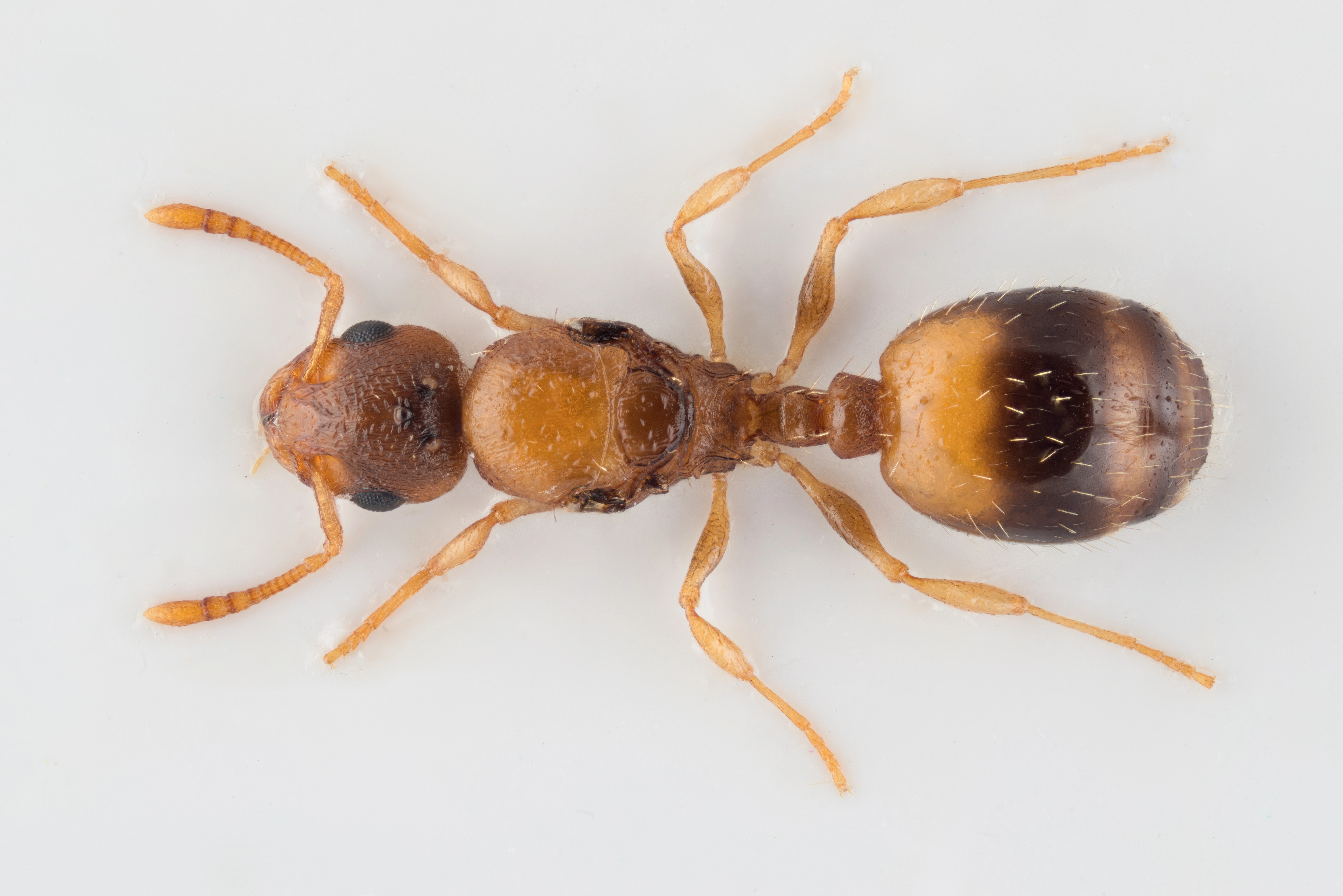 : Temnothorax crassispinus.