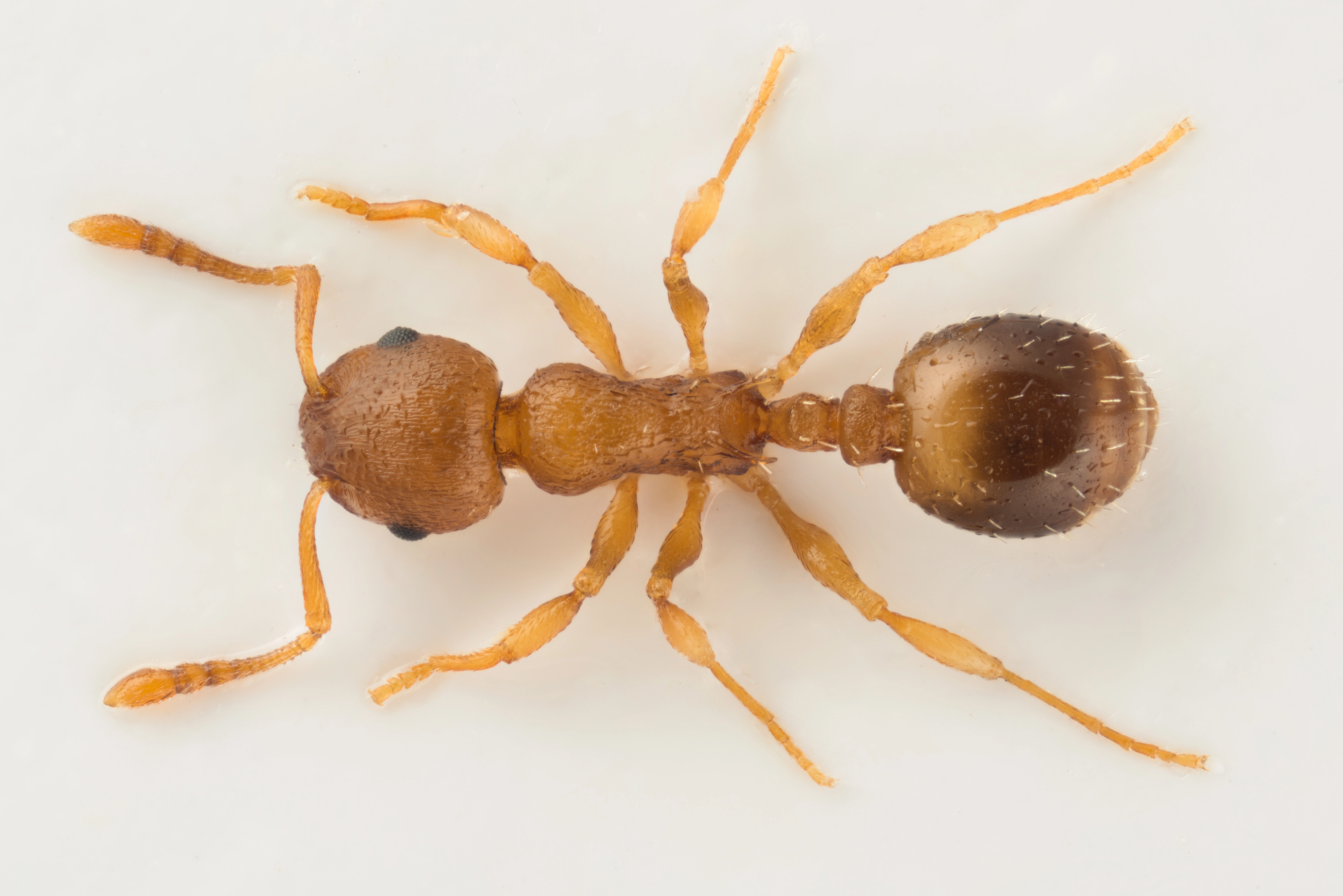 : Temnothorax crassispinus.