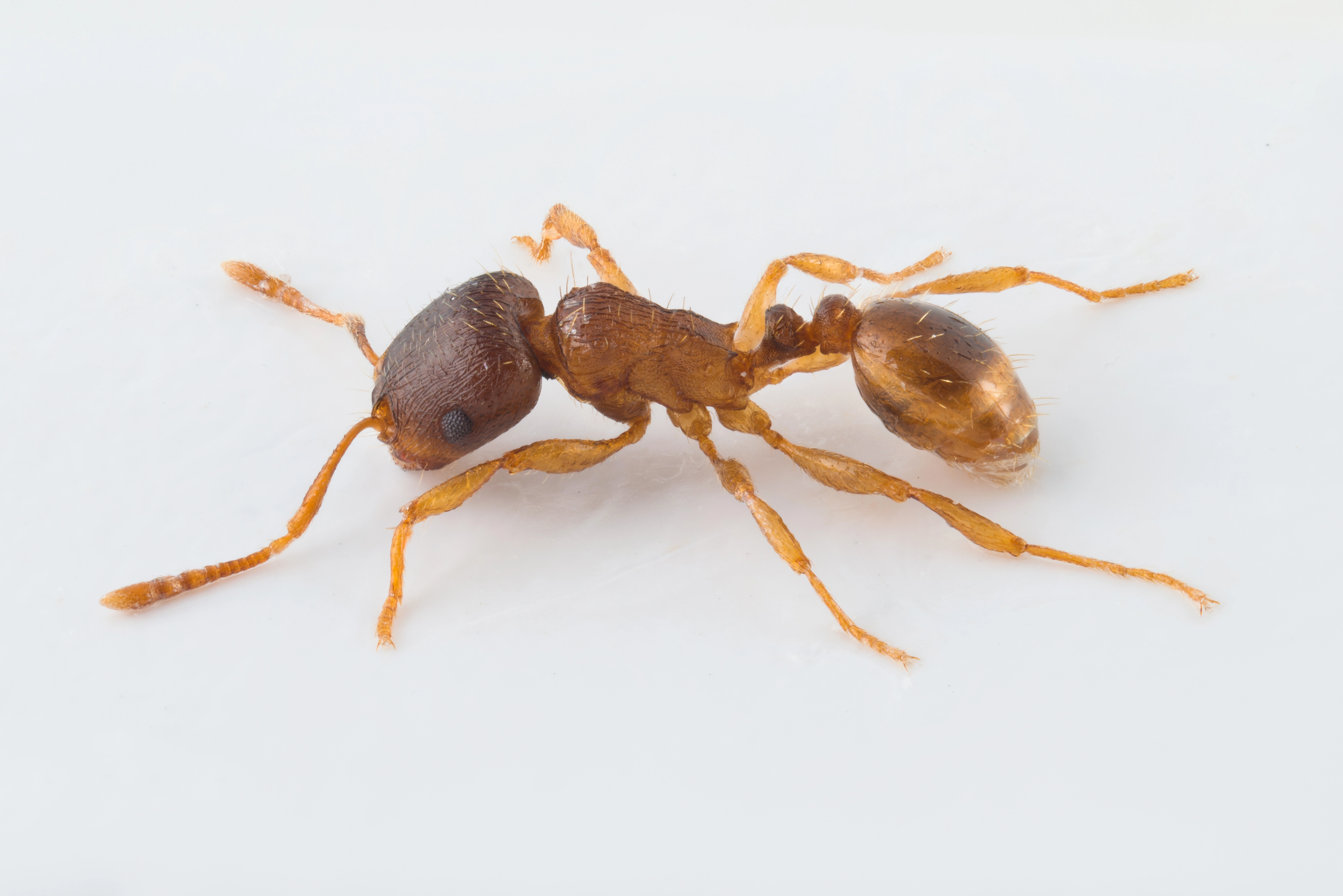 : Tetramorium semilaeve.